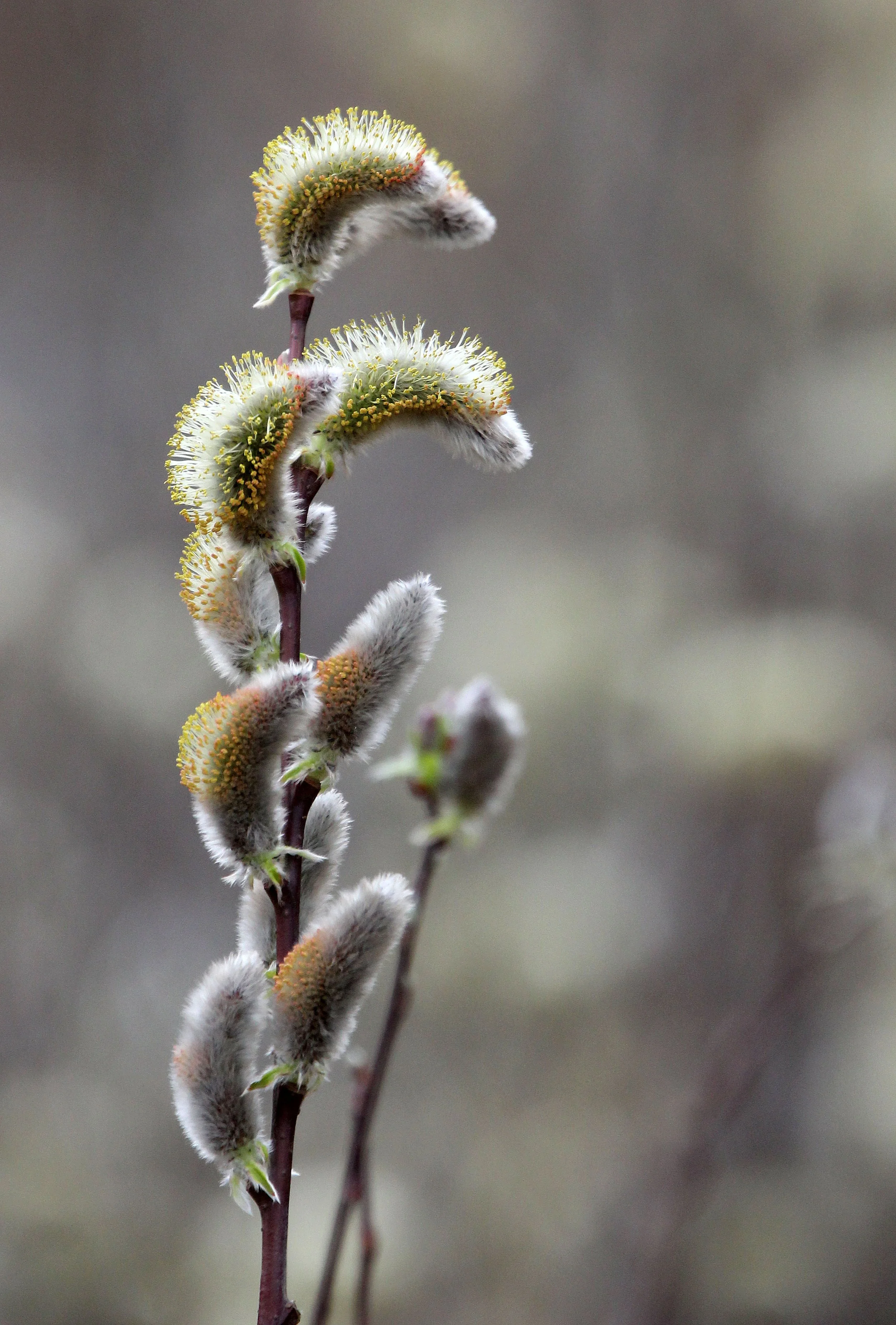 BINJIANG FOREST PARK SHANGHAI (15).JPG