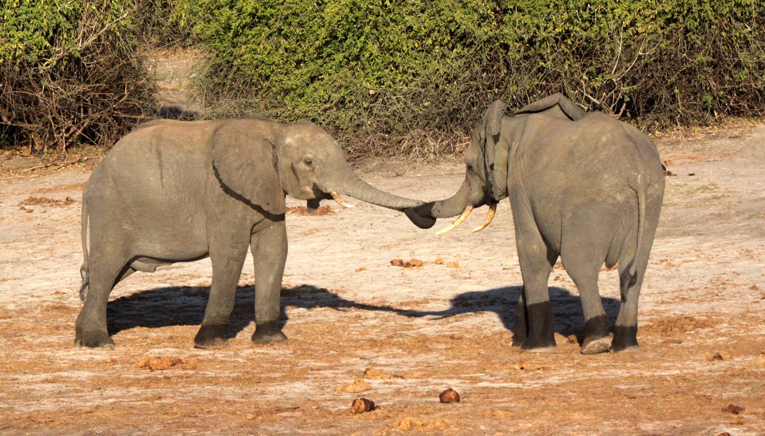 ELEPHANT - AFRICAN ELEPHANT - CHOBE NATIONAL PARK BOTSWANA (33).JPG