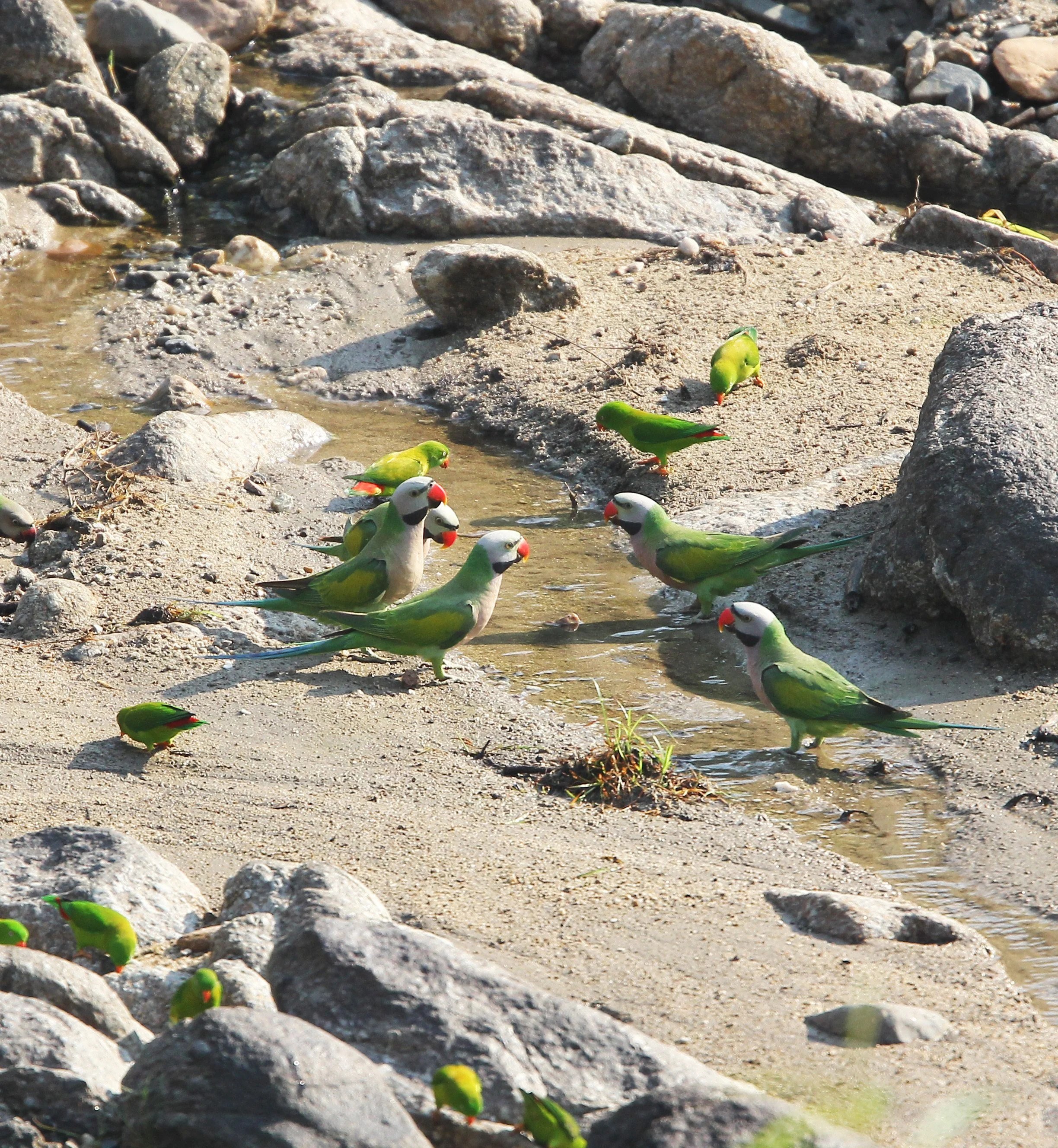 BIRD - PARAKEET - RED BREASTED, GREY-HEADED PARAKEETS & VERNAL HANGING PARROT -  HUAI KHA KHAENG NATURE RESERVE - THAILAND (10).JPG