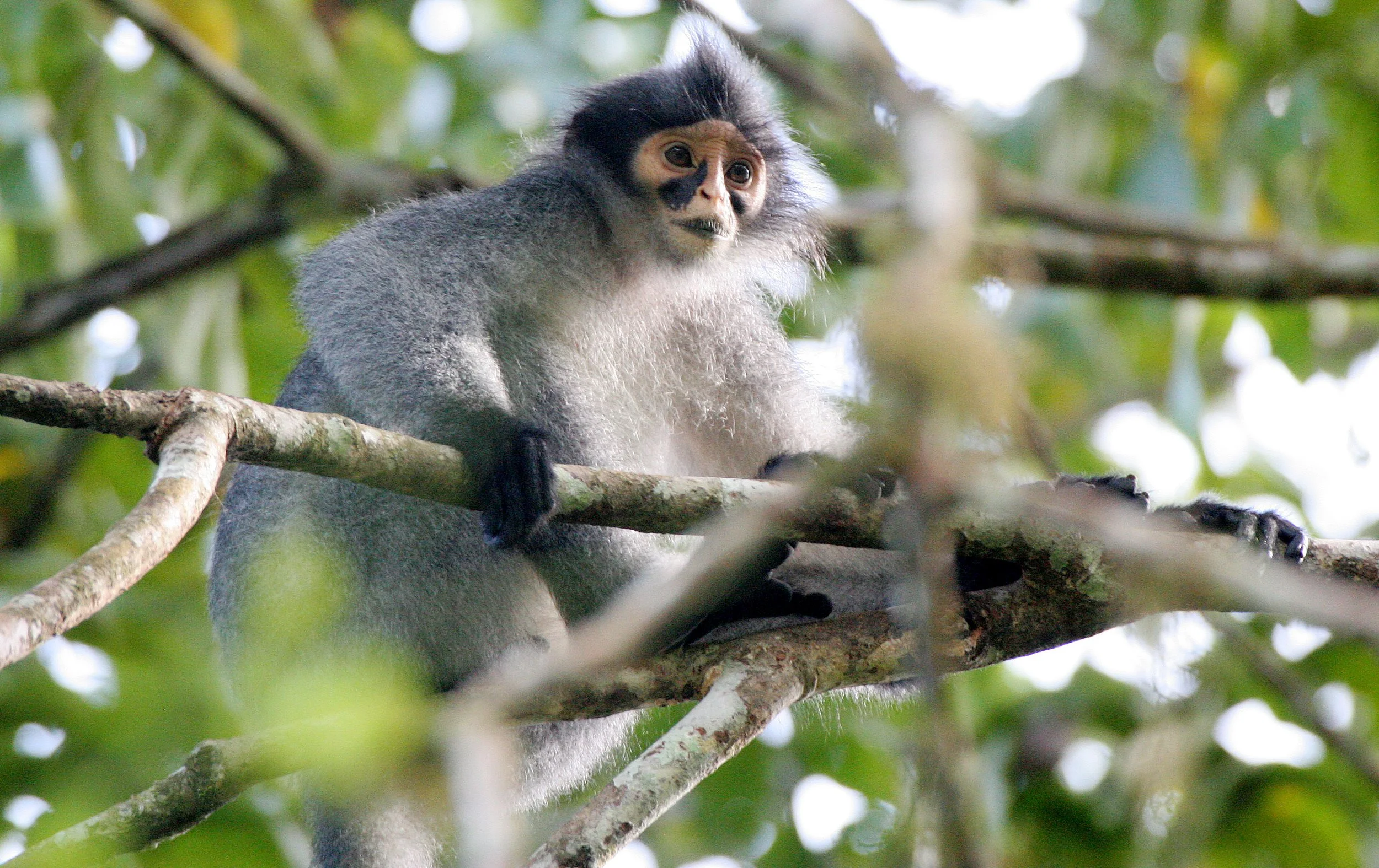 CERCOPITHECIDAE - Presbytis sabana - SABAH GRIZZLED LANGUR - TABIN WILDLIFE RESERVE  (40).JPG