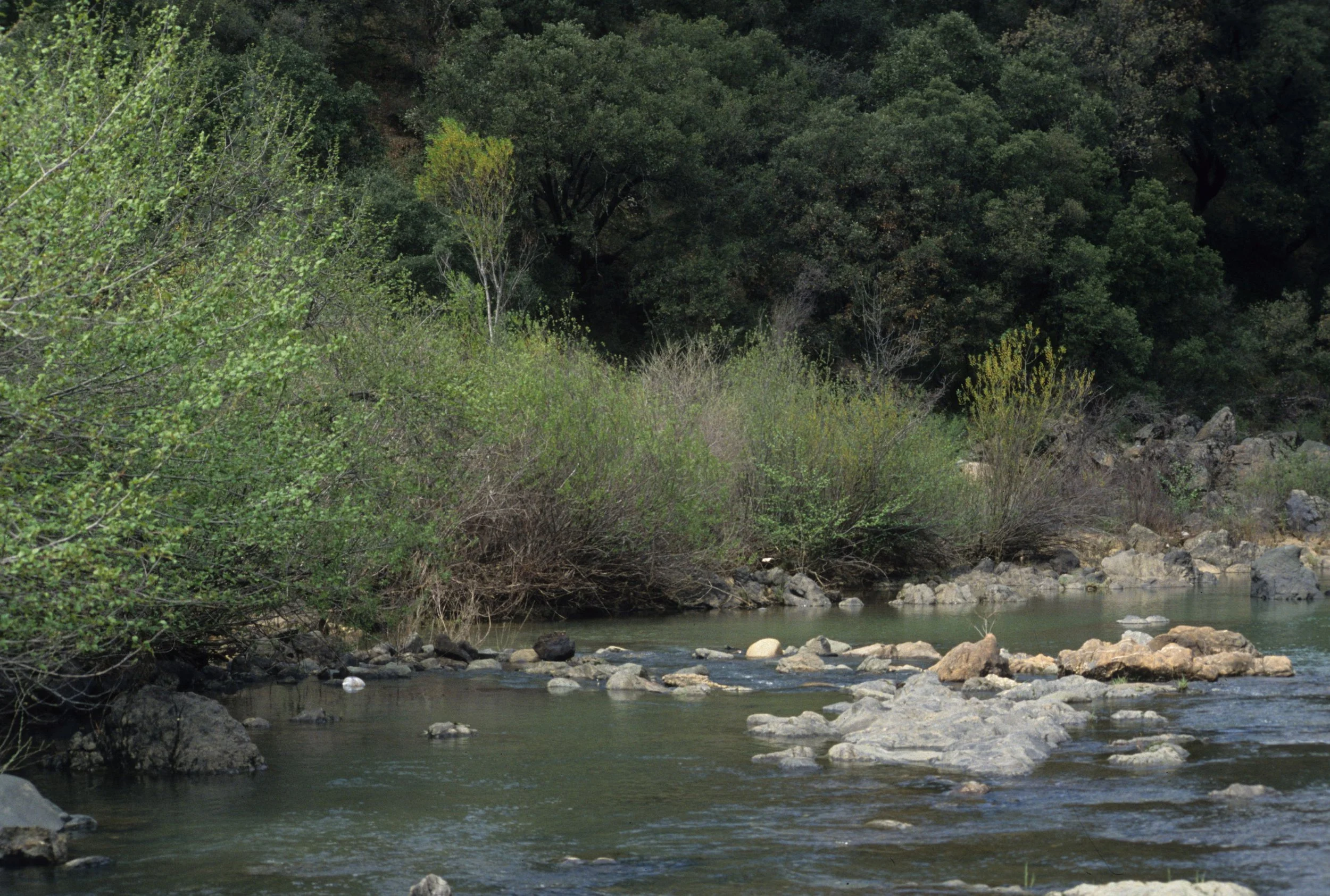 AMERICAN RIVER - RIPARIAN ZONE IN SPRING.jpg