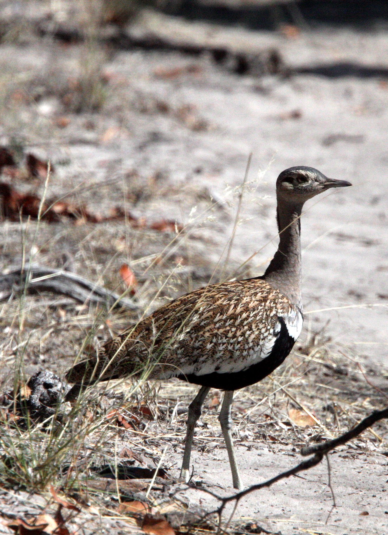 Red-crested Korhaan (Eupodotus ruficrista) Khwai Camp, Okavango Botswana (4).JPG