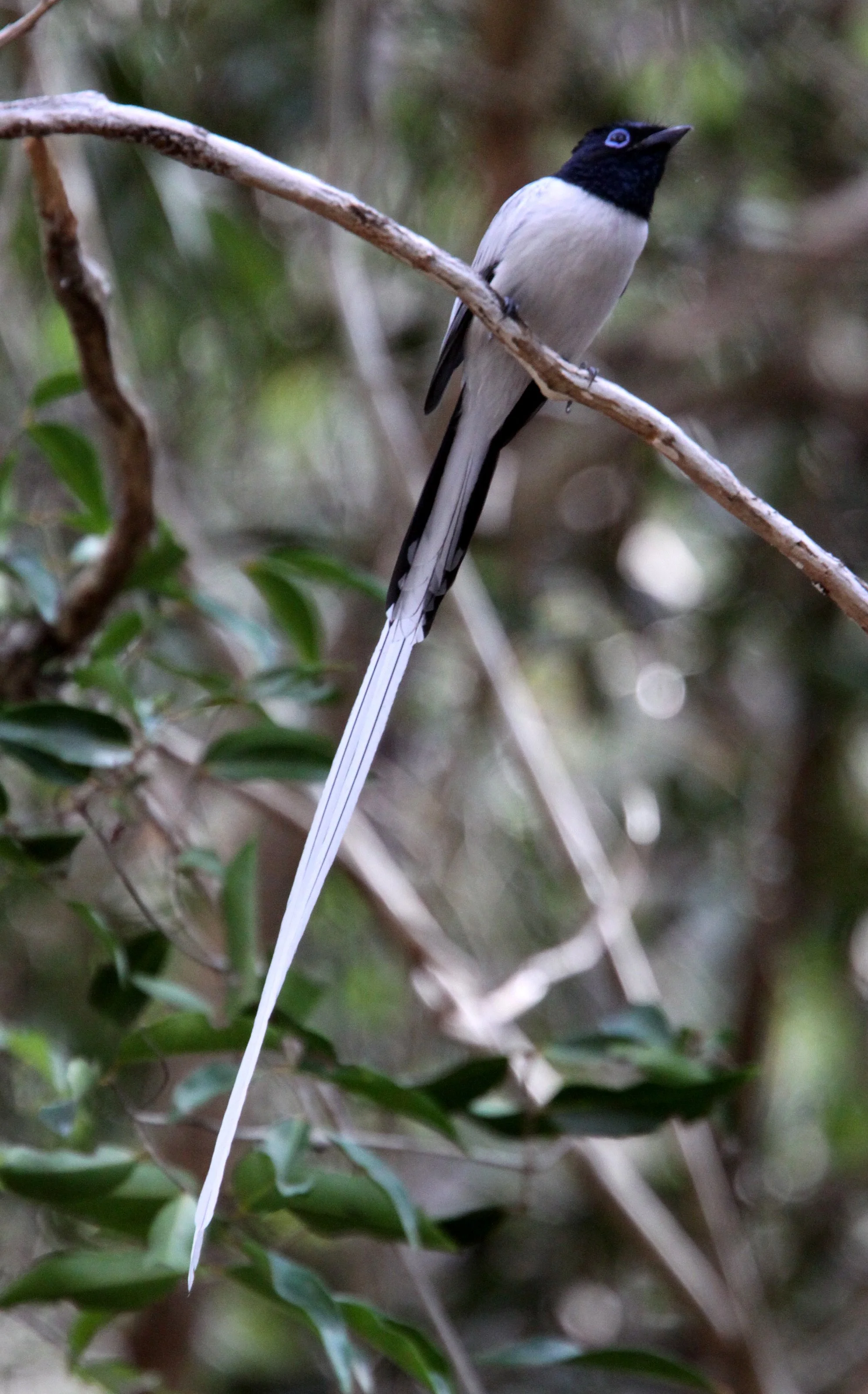 Malagasy Paradise Flycatcher (Terpsiphone mutata) Kirindy NP Madagascar