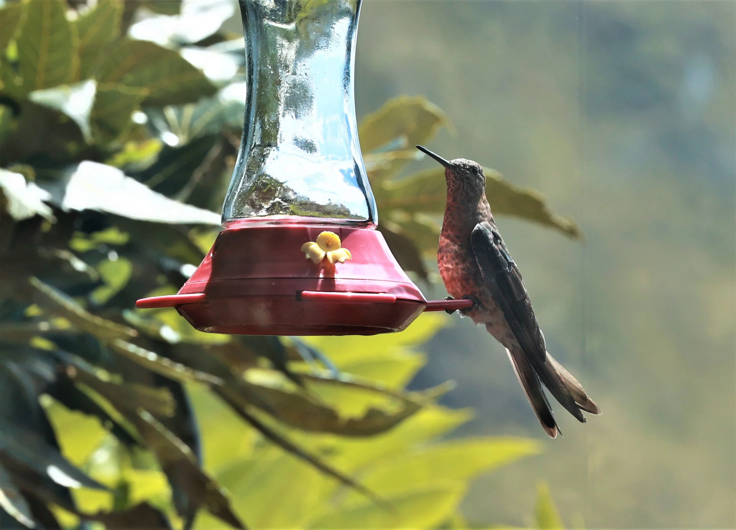 Hummingbird - Giant Hummingbird - Patagona gigas - Antisana National Park, Eastern Andes Ecuador (1).jpg