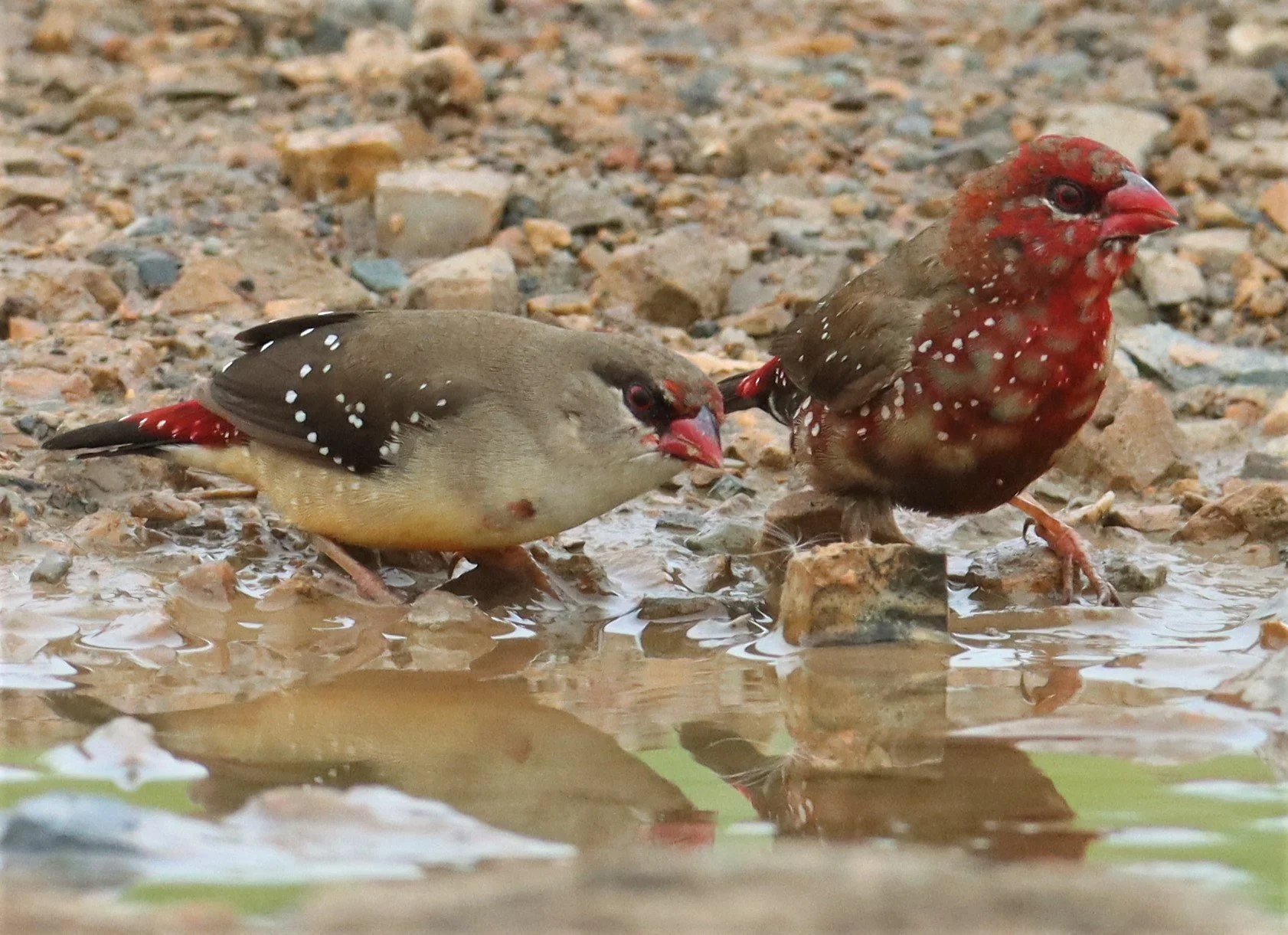 RED AVADAVAT - Amandava amandava - THAP YAO RICE FIELDS LAT KRABANG (134).jpg