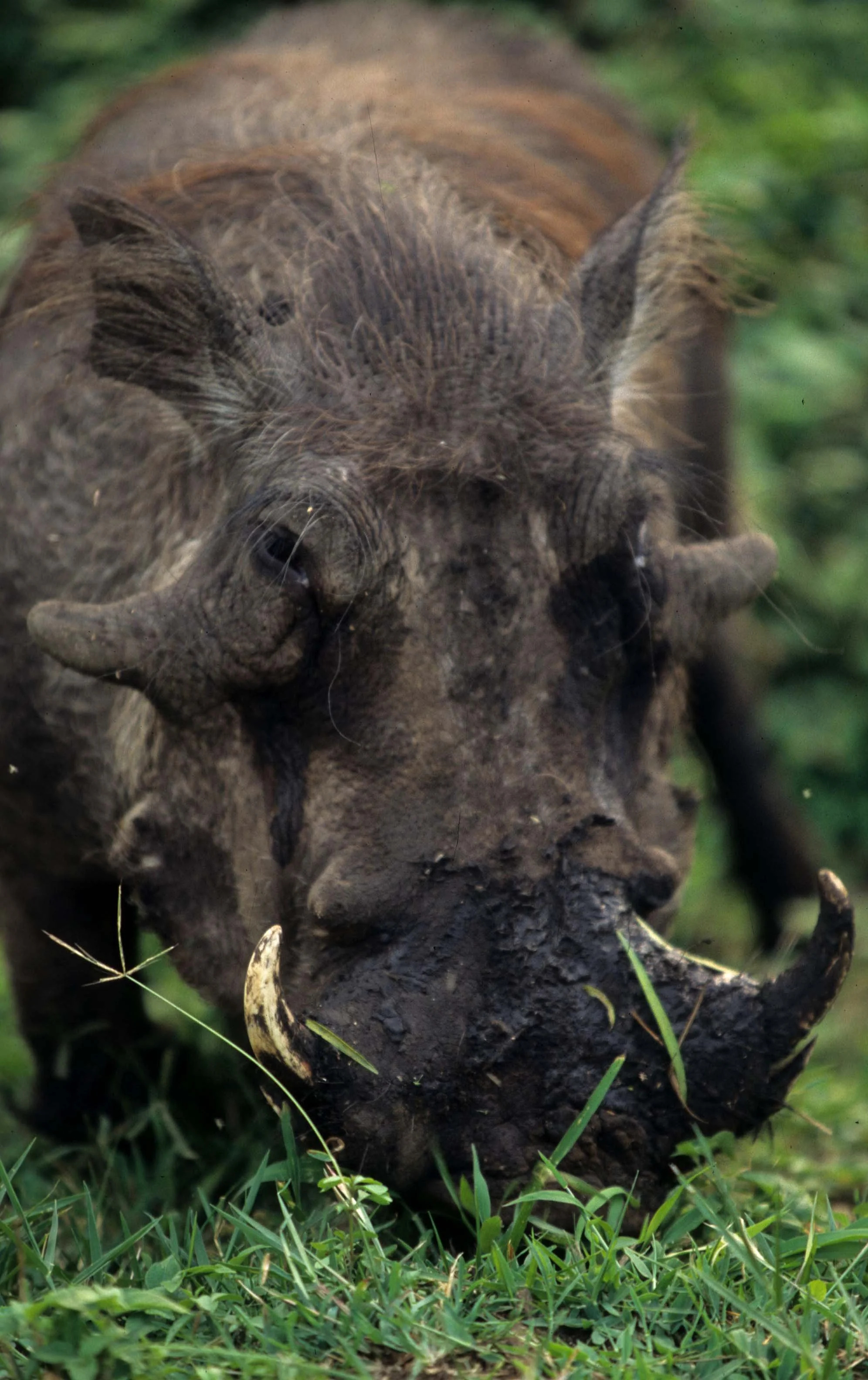 SUIDAE - WARTHOG-UGANDA (9).jpg