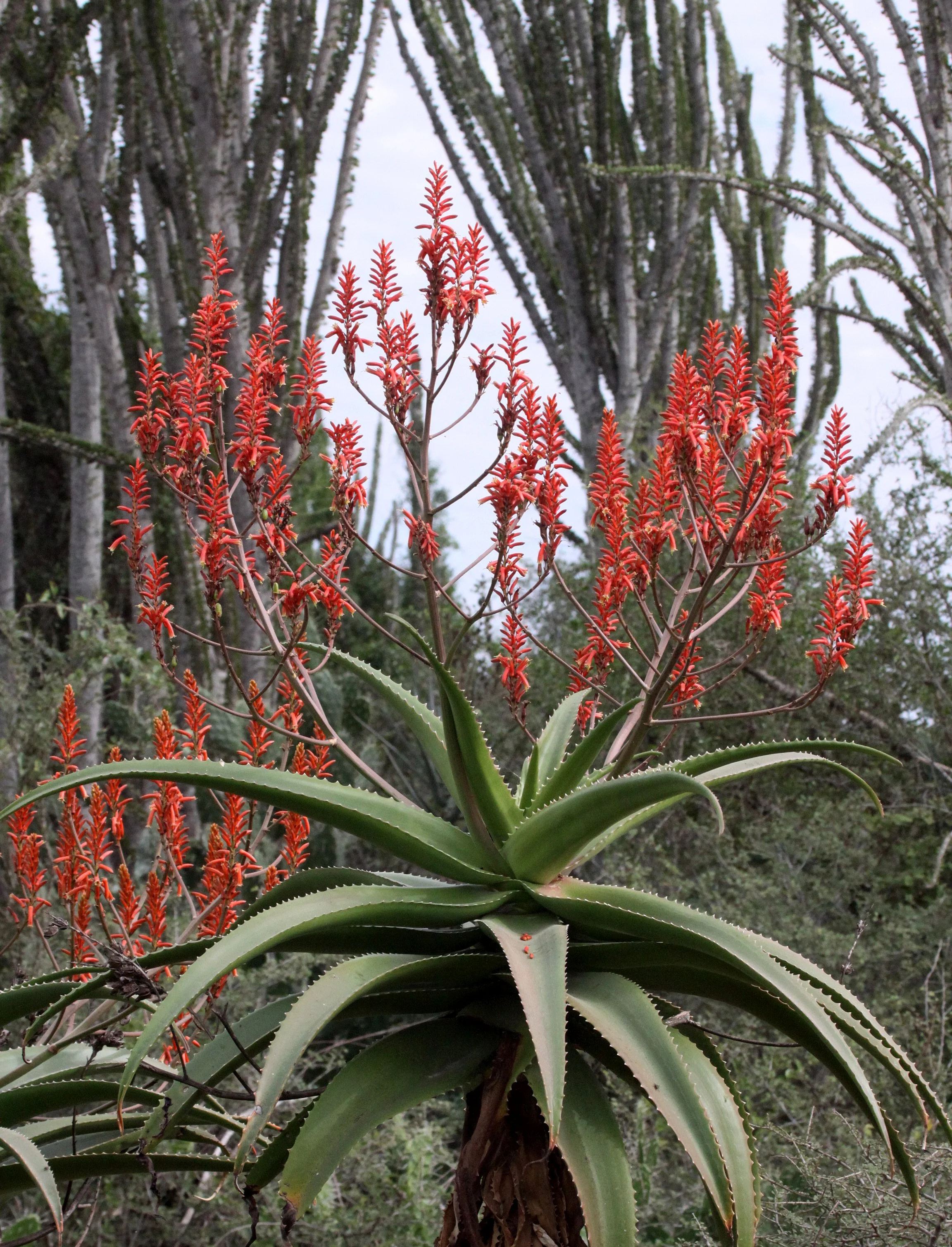 PLANT - ALOE PEYRIERASII - ANDOHAHELA NATIONAL PARK (2).JPG