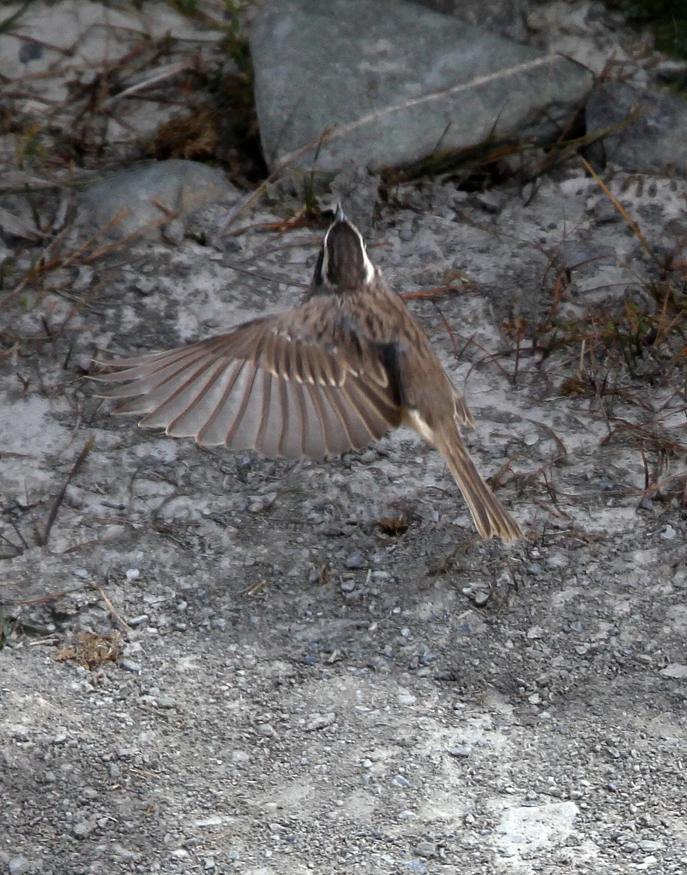 Brown Accentor (Prunella fulvescens) Hemis NP Ladakh India (5).JPG