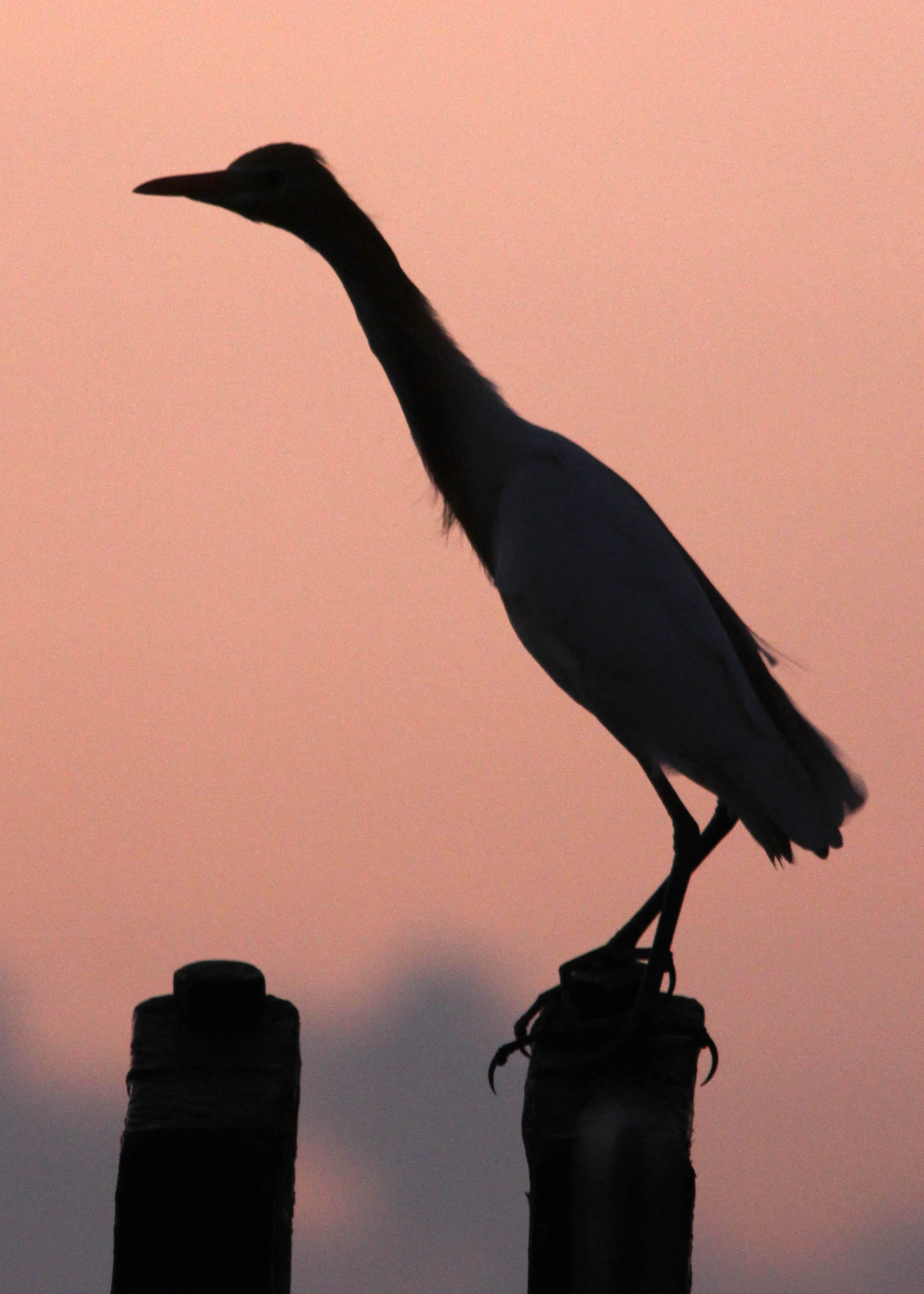 2014 Similans Trip with Family on The Junk (248).JPG