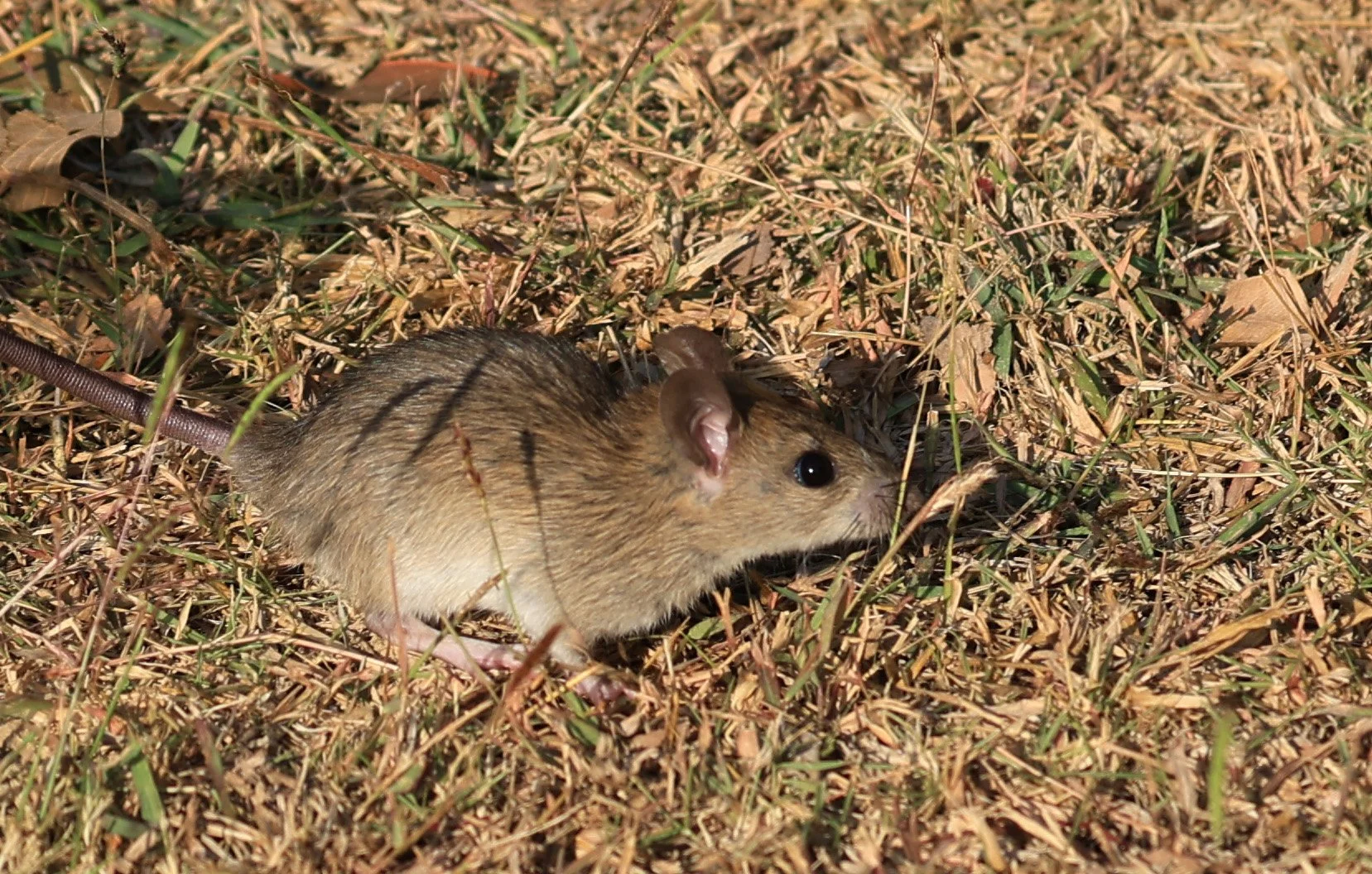 Little Indochinese Field Rat (Rattus sakeratensis) Kaeng Krachan National Park ESS Expedition 2026 (6).jpg