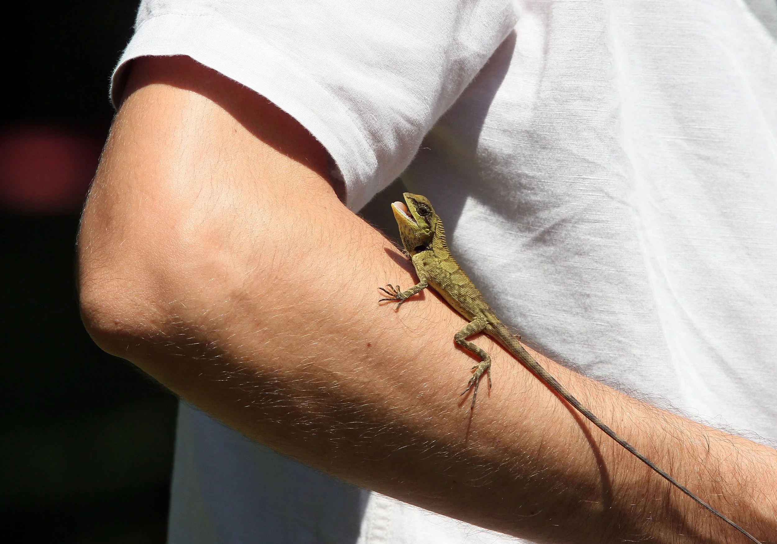 Calotes emma - FOREST CRESTED LIZARD - KHAO YAI NATIONAL PARK THAILAND (19).JPG