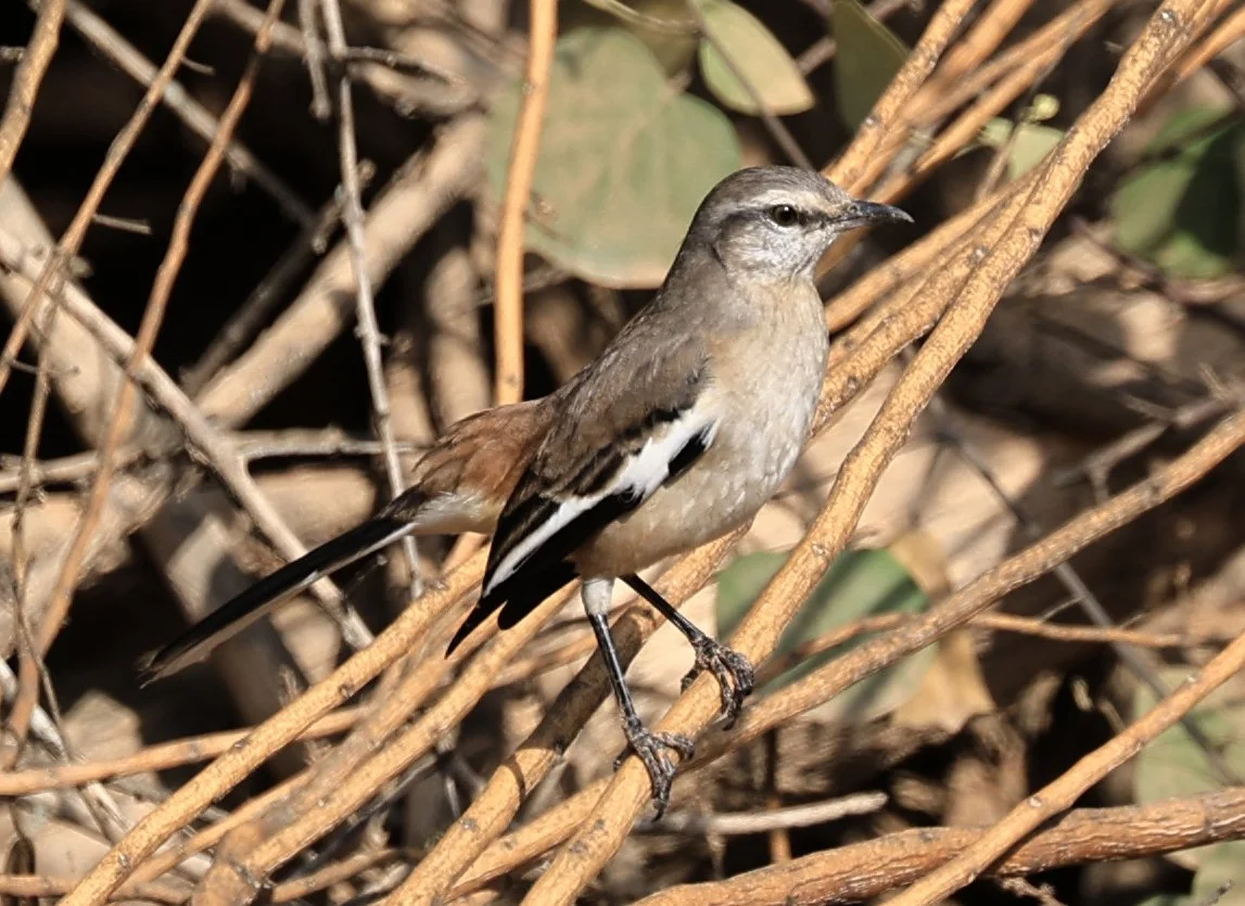 White-banded Mockingbird (Mimus triurus) Hotel Campestre Iparoma Paraguay (9).jpg