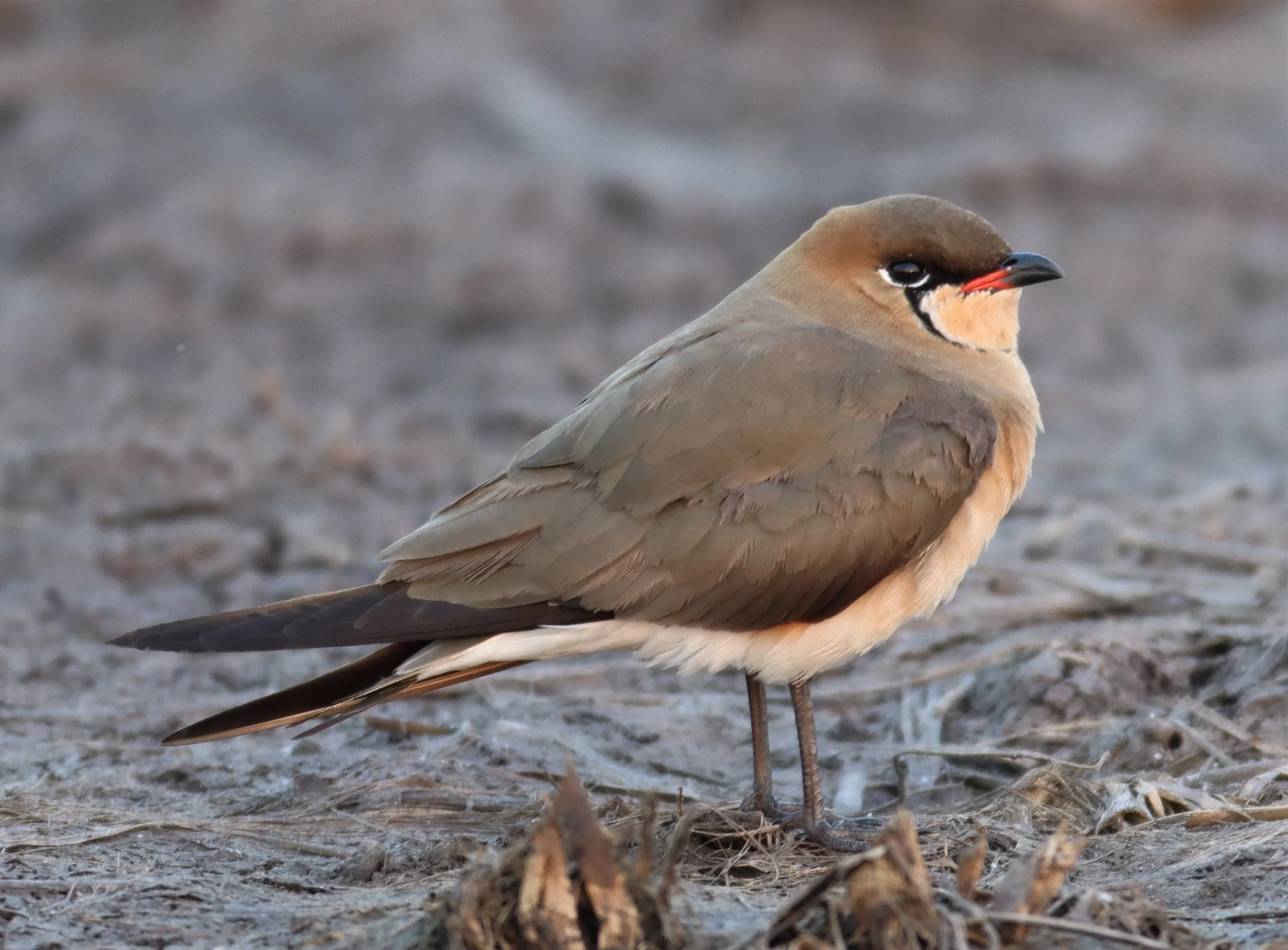PRATINCOLE - ORIENTAL PRATINCOLE - Glaveola maldivarum -  LUMTAKONG LAKE PAK CHO (25).jpg