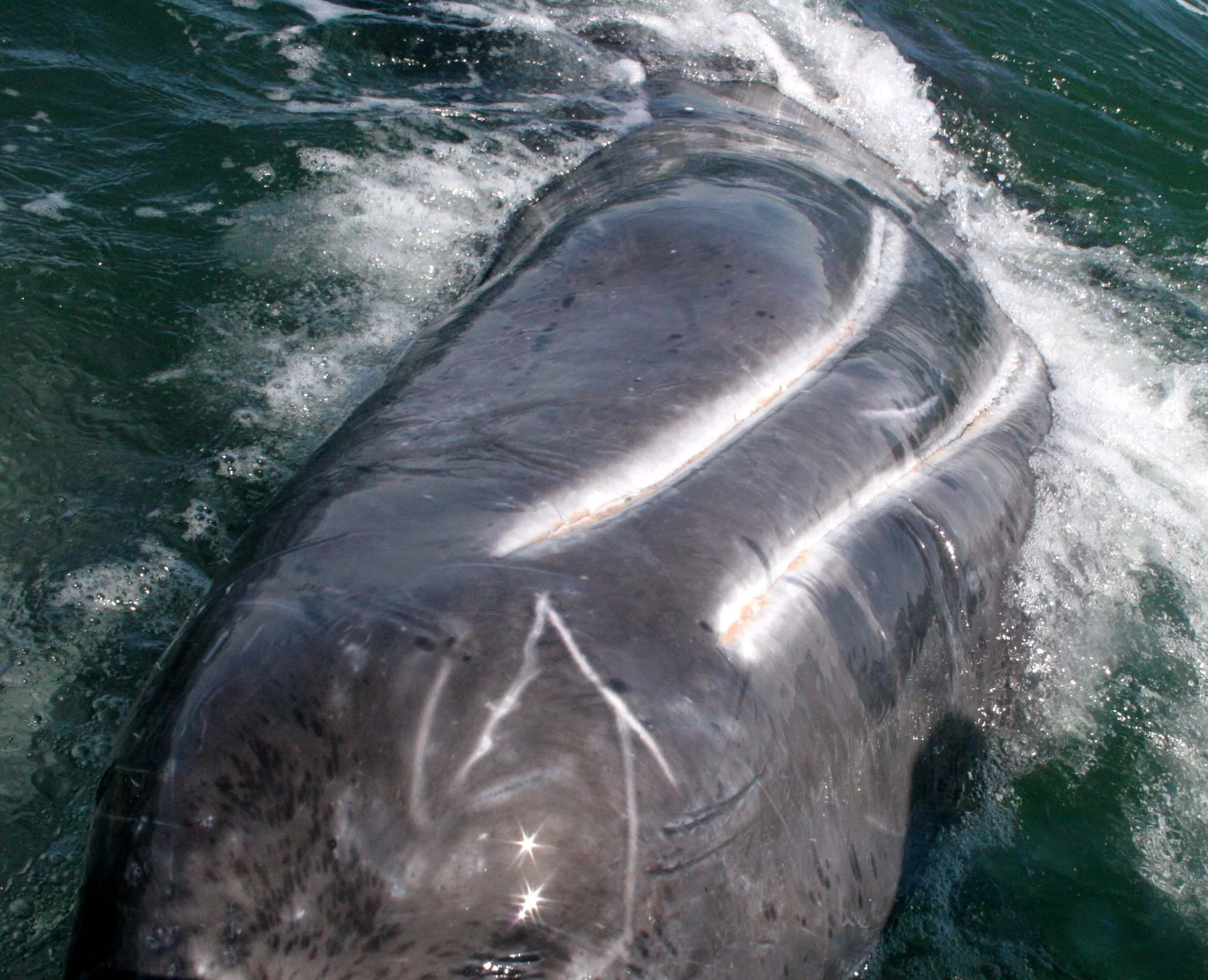 Eschrichtius robustus - GRAY WHALE - LOWER MANDIBLE BALEEN FOLDS -  SAN IGNACIO LAGOON BAJA MEXICO  (1).JPG