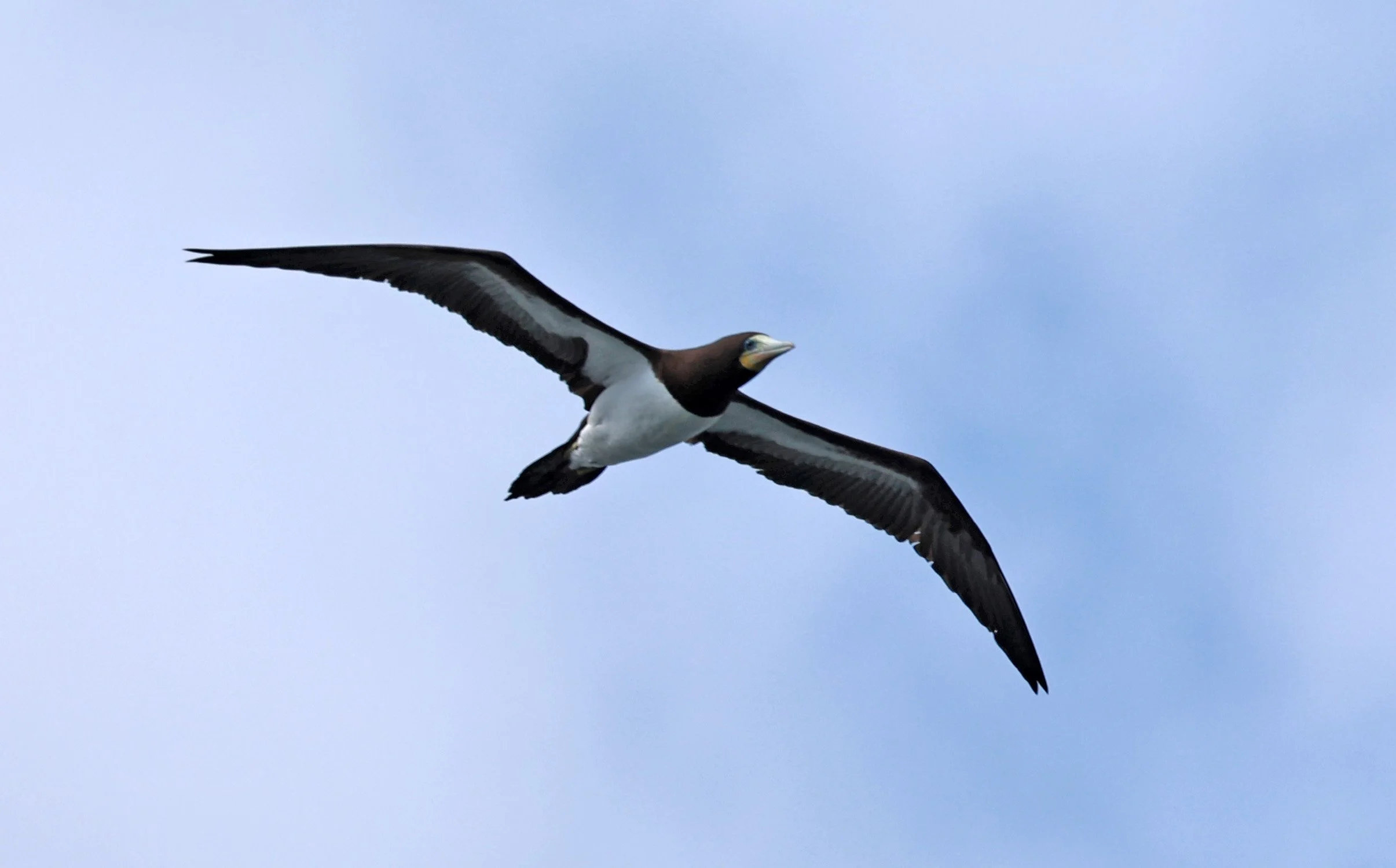 Brown Booby (Sula leucogaster) Superagüi National Park, Brazil (2).jpg
