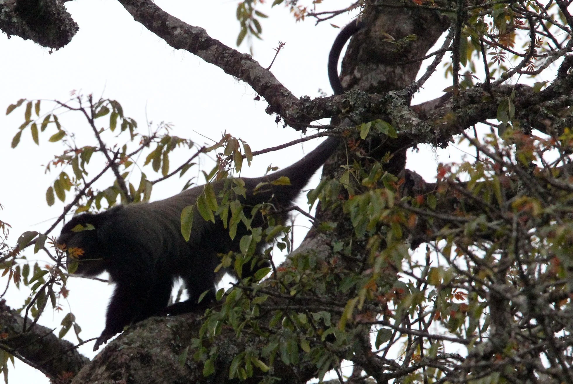 CERCOPITHECIDAE - Cercopithecus doggetti - SILVER MONKEY - NYUNGWE NATIONAL PARK RWANDA (183).JPG