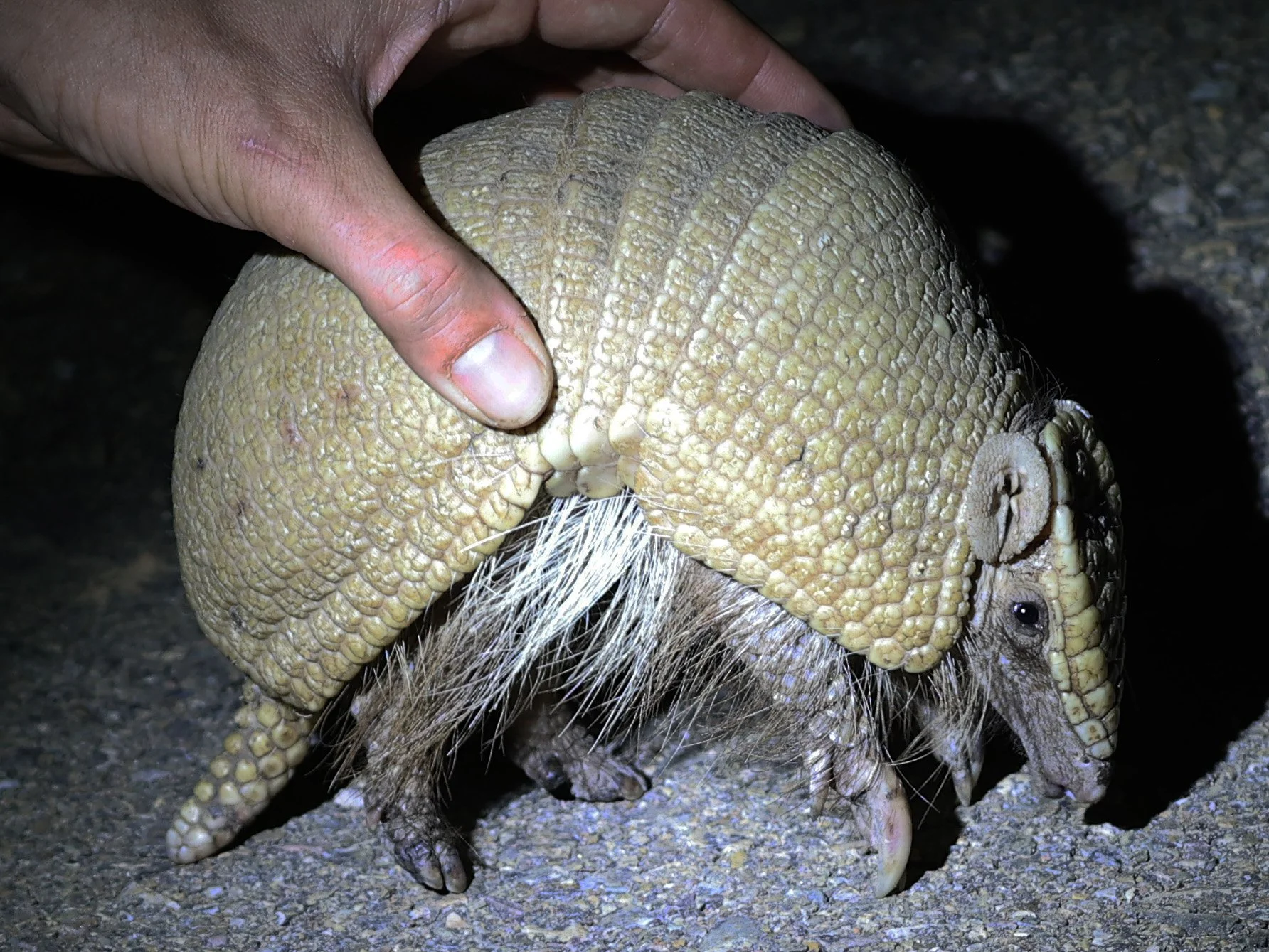 Southern Three-banded Armadillo (Tolypeutes matacus) 