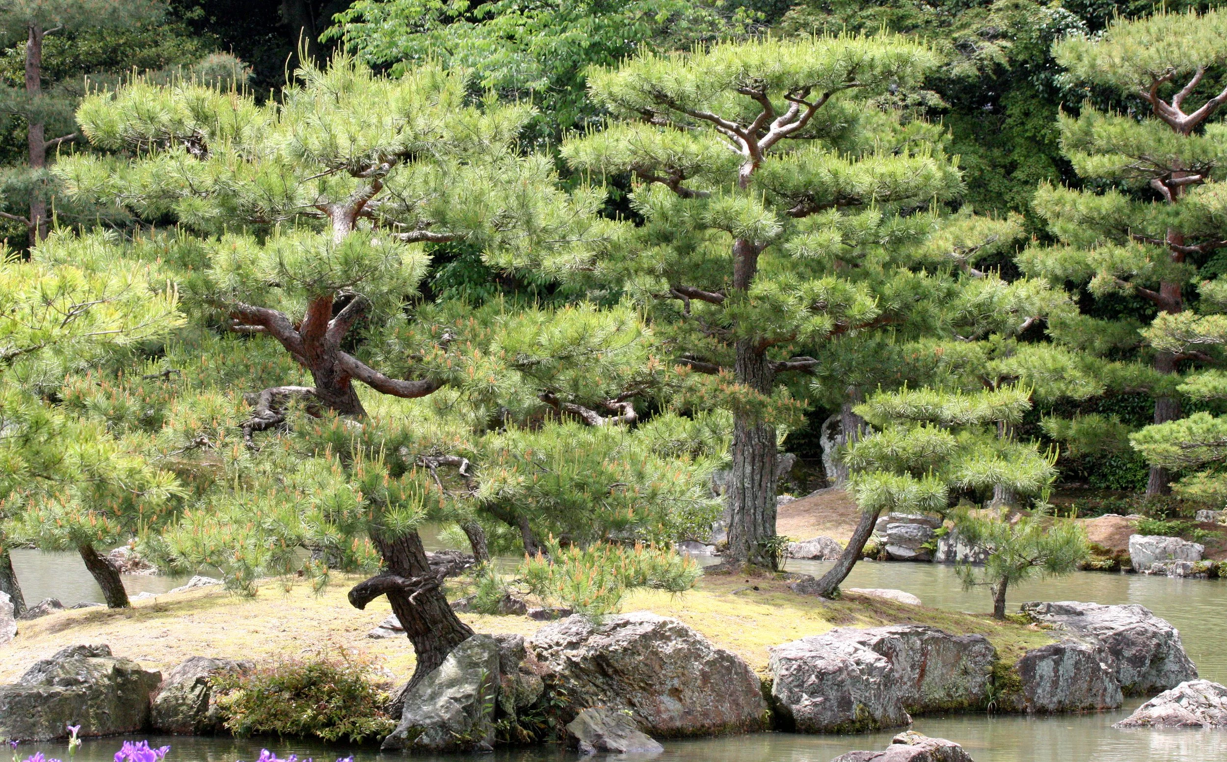 KYOTO - MAY 2009 - KINKAKUJI (26).JPG