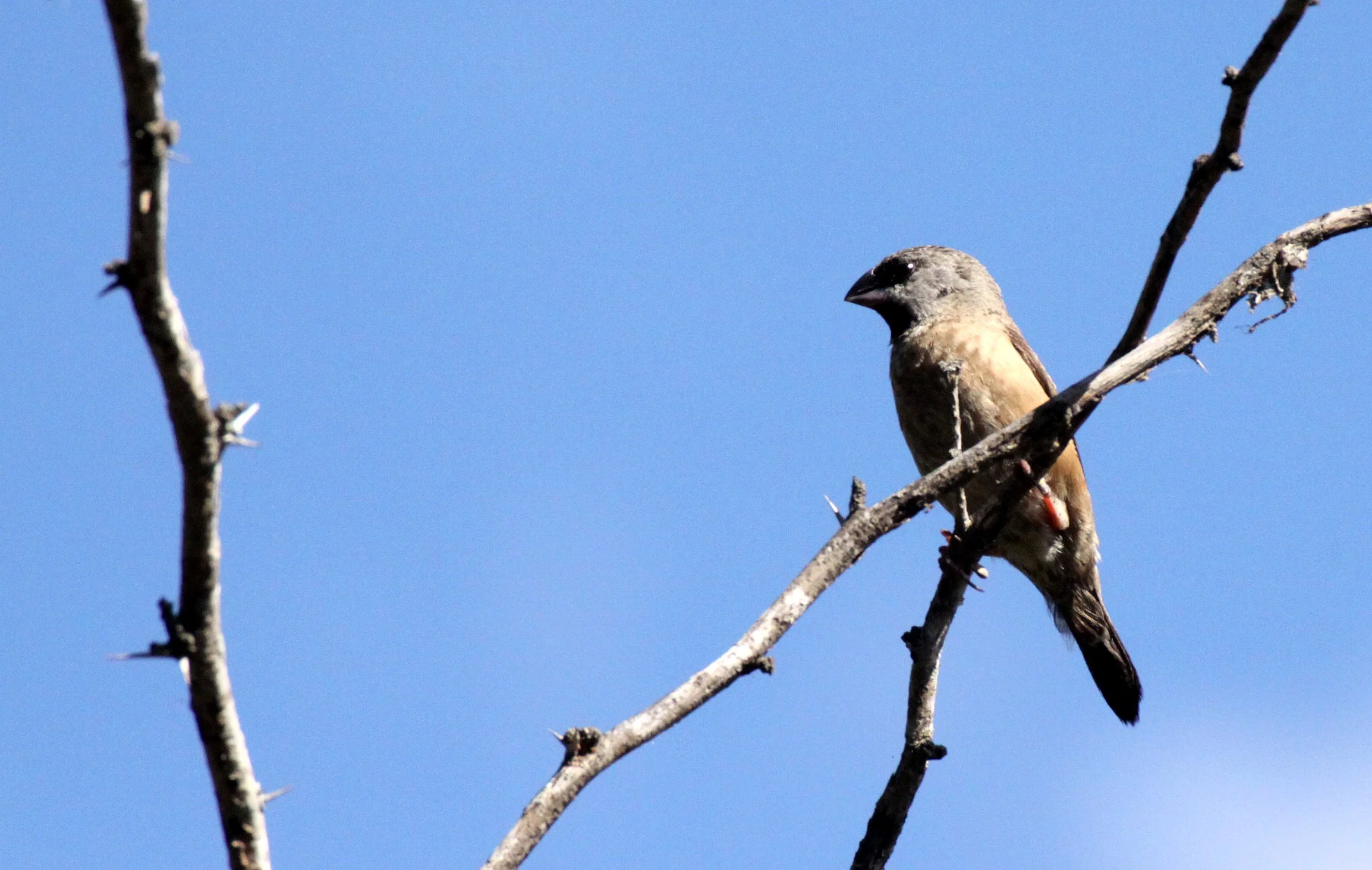 Madagascar Mannikin -  Andohahela NP, Madagascar (female) (5).JPG