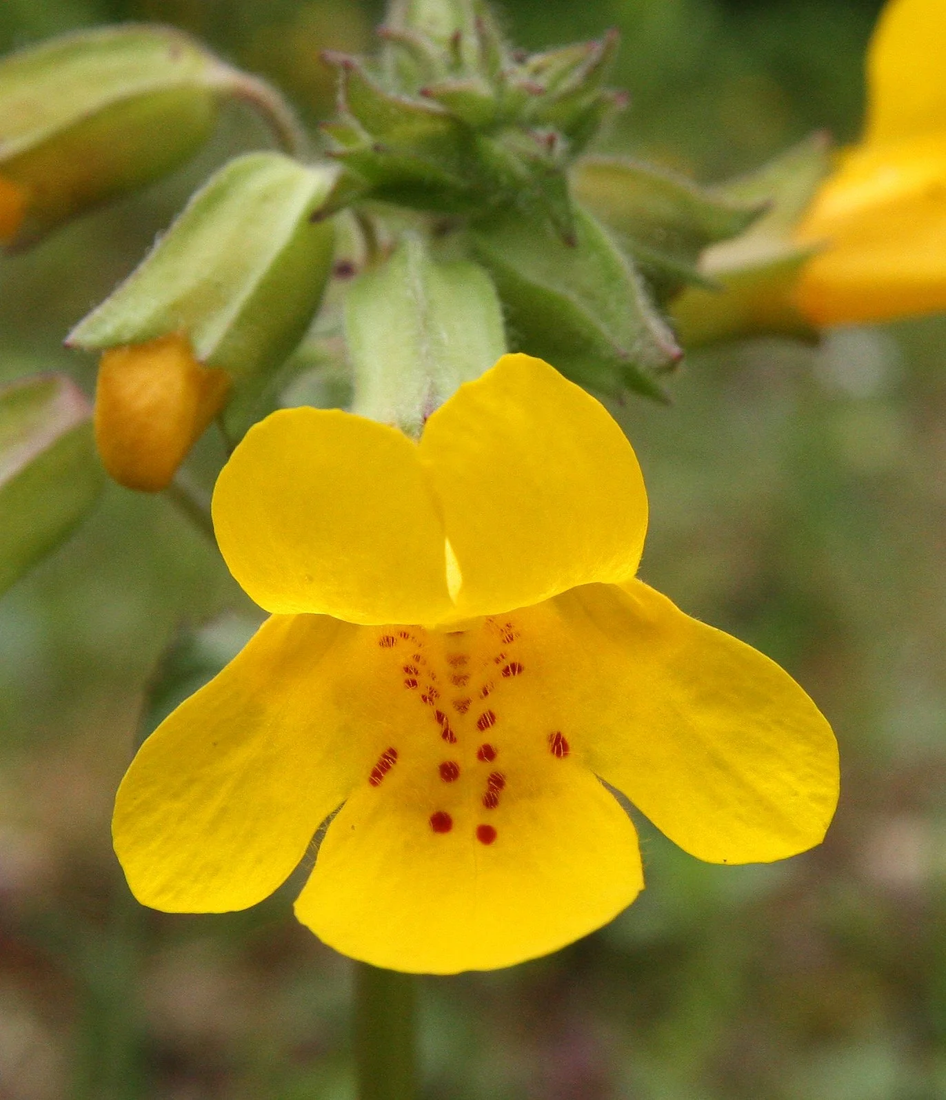 MIMULUS - SPECIES - THOMPSON SOUND BC (2).JPG