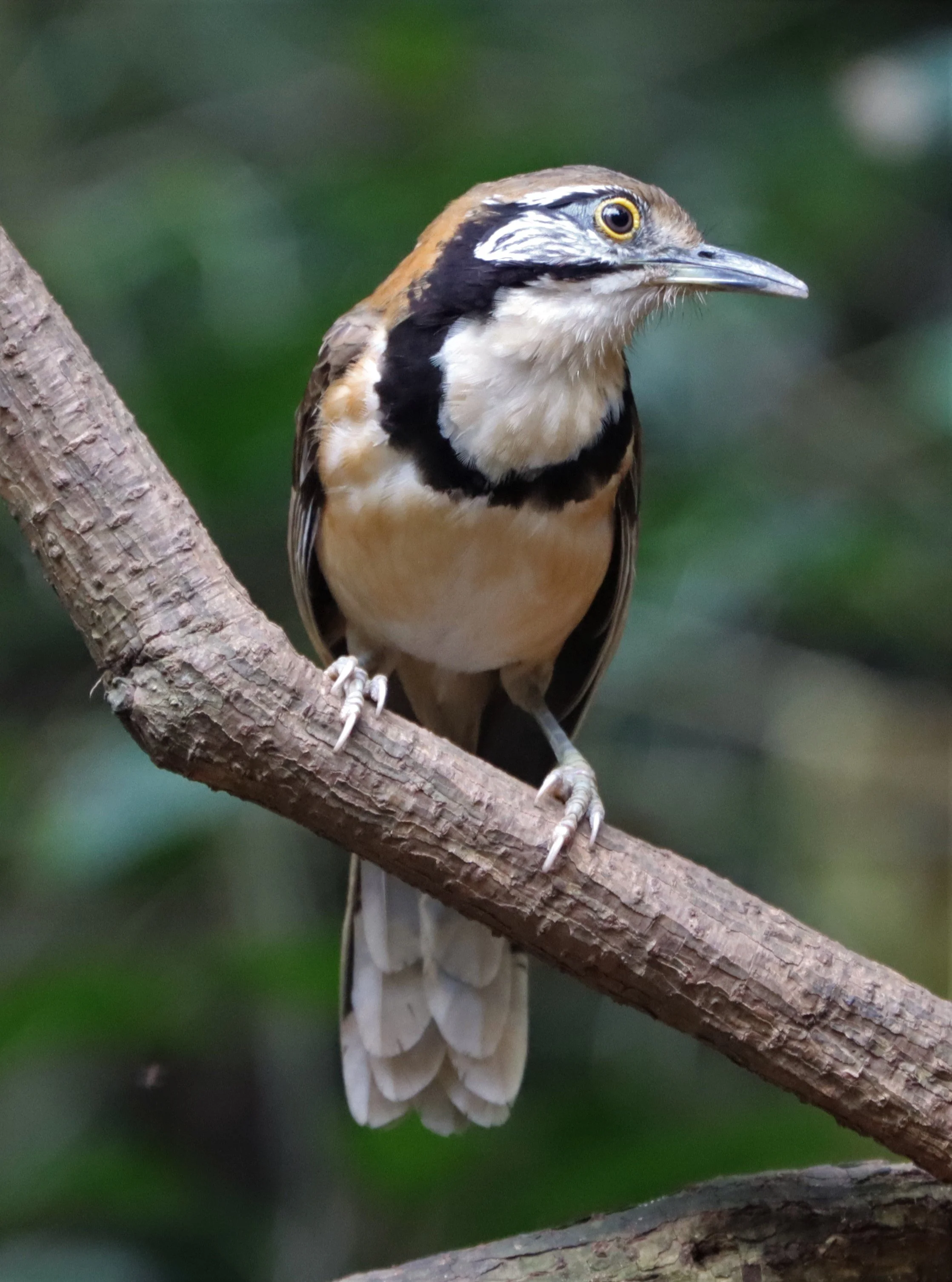 LAUGHINGTHRUSH - GREATER NECKLACED LAUGHINGTHRUSH - Garrulax pectoralis - NEUNG HIDE, KAENG KRACHAN  SONGKRAN 2021 (2).jpg