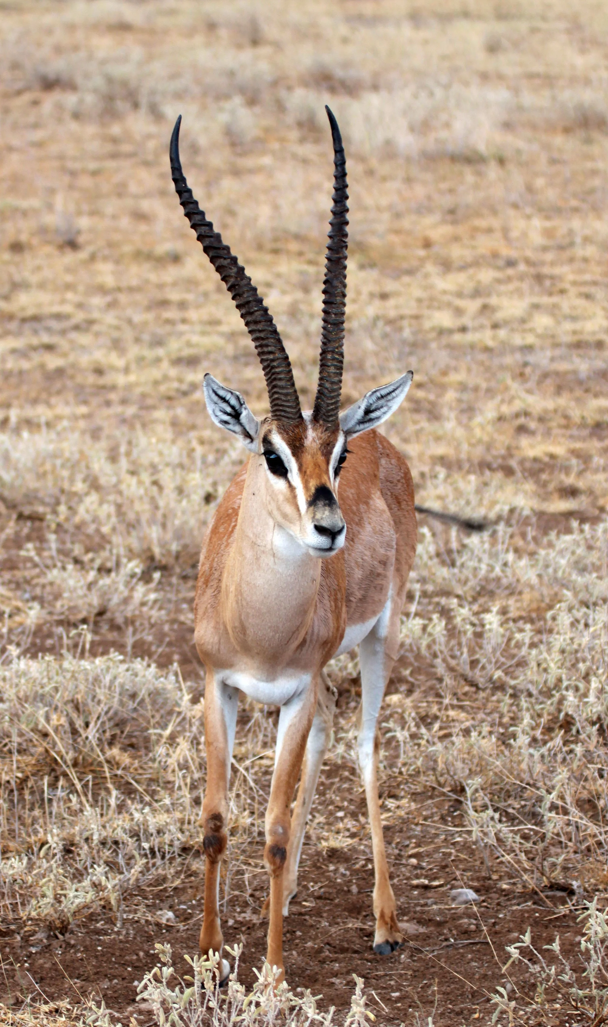 GAZELLE - NORTHERN GRANT'S GAZELLE - Nanger notata - BUFFALO SPRINGS RESERVE KENYA (6).JPG