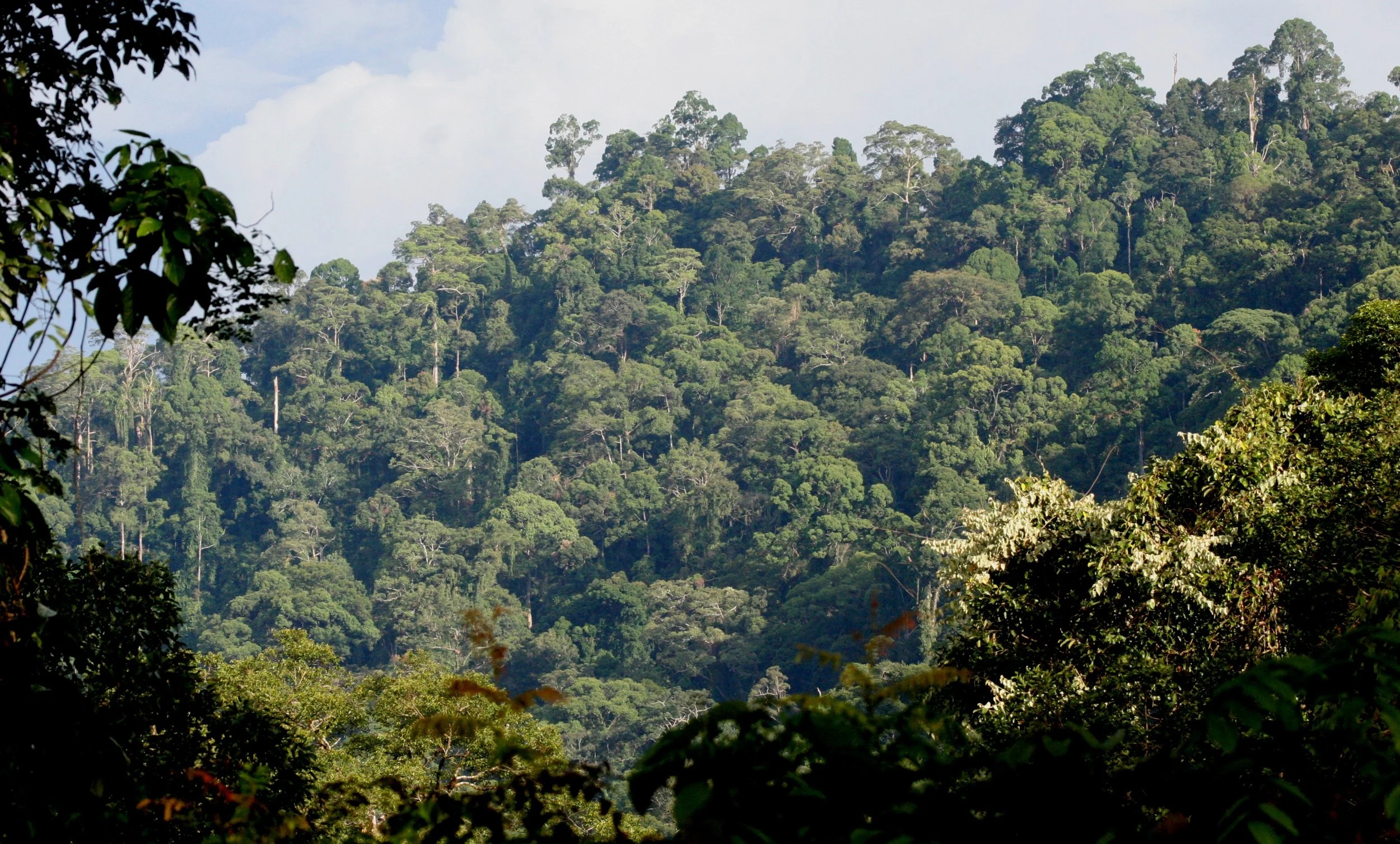 DANUM VALLEY BORNEO - FOREST VIEWS (4).JPG