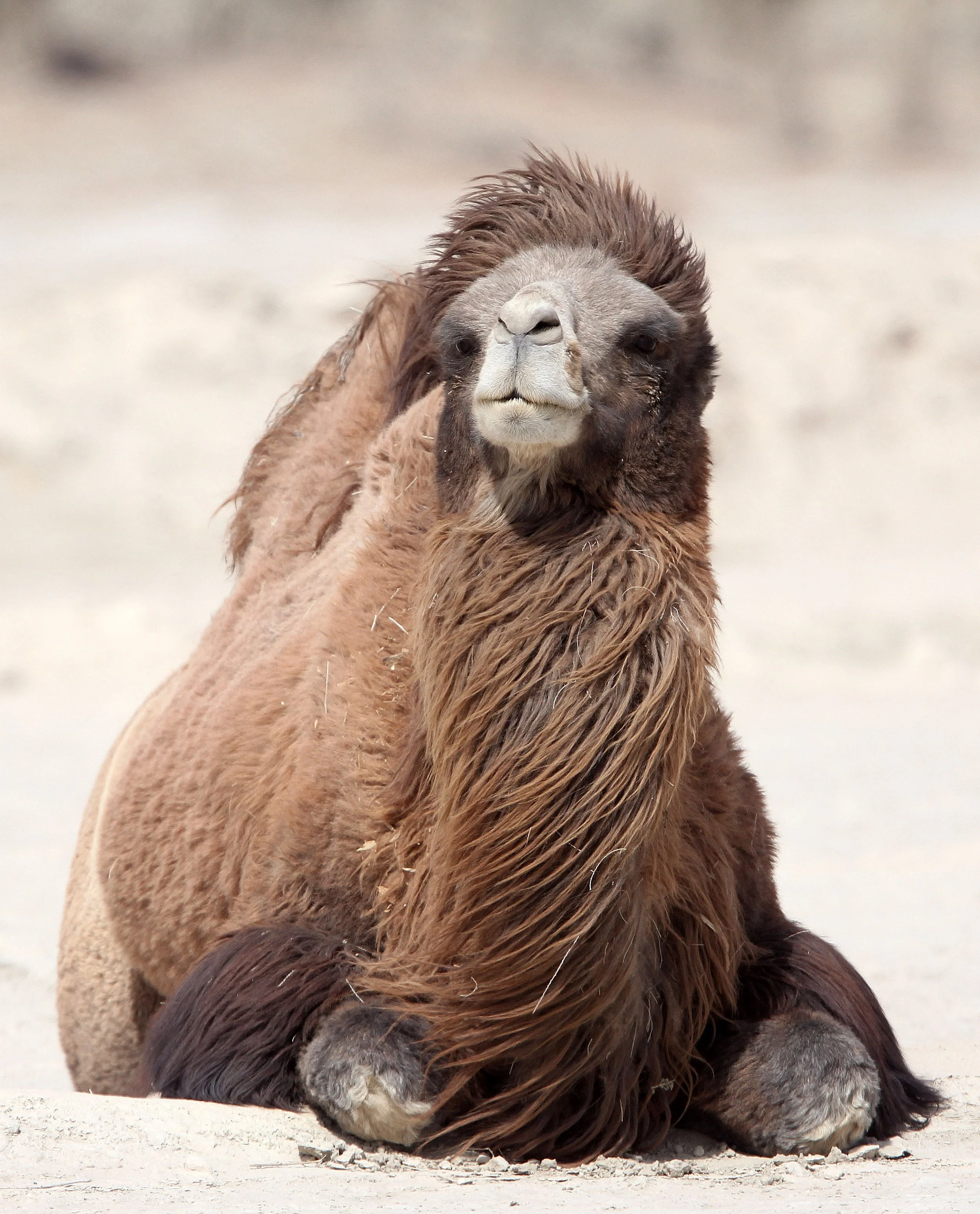 Camelus bactrianus - BACTRIAN CAMEL - LOP NUR WILD BACTRIAN CAMEL RESERVE - XINJIANG CHINA (43).JPG