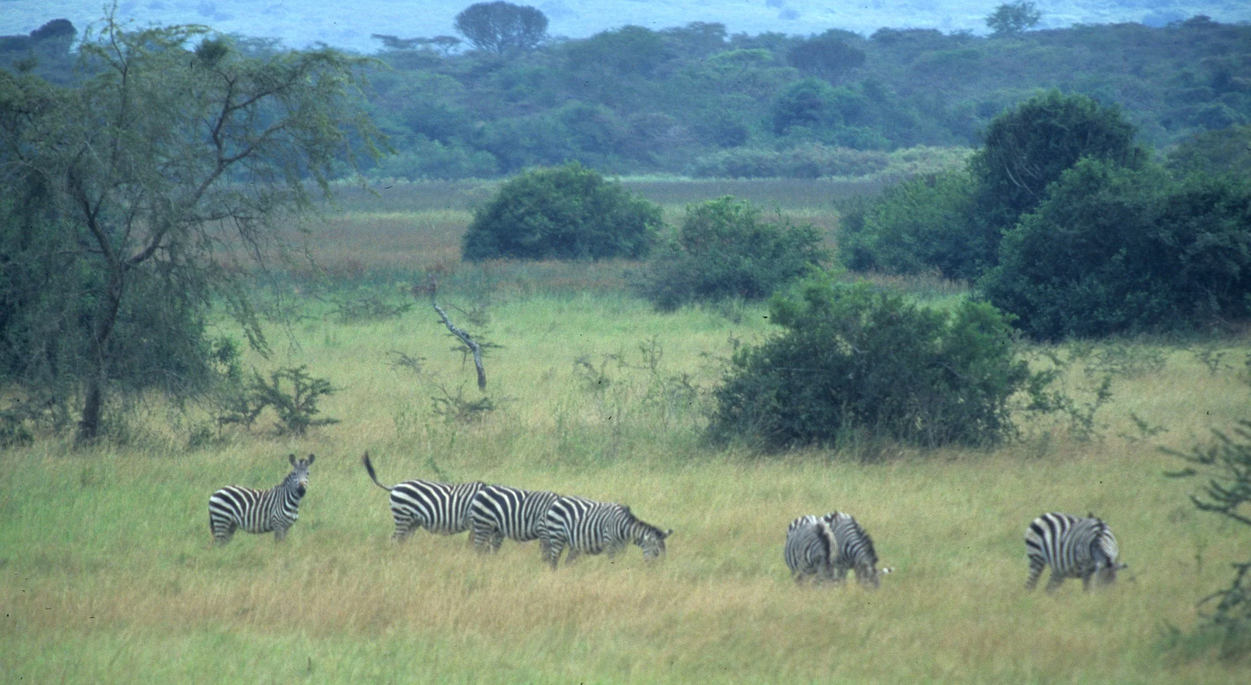 EQUIN - ZEBRA-GREVYS-SHABA (9).jpg