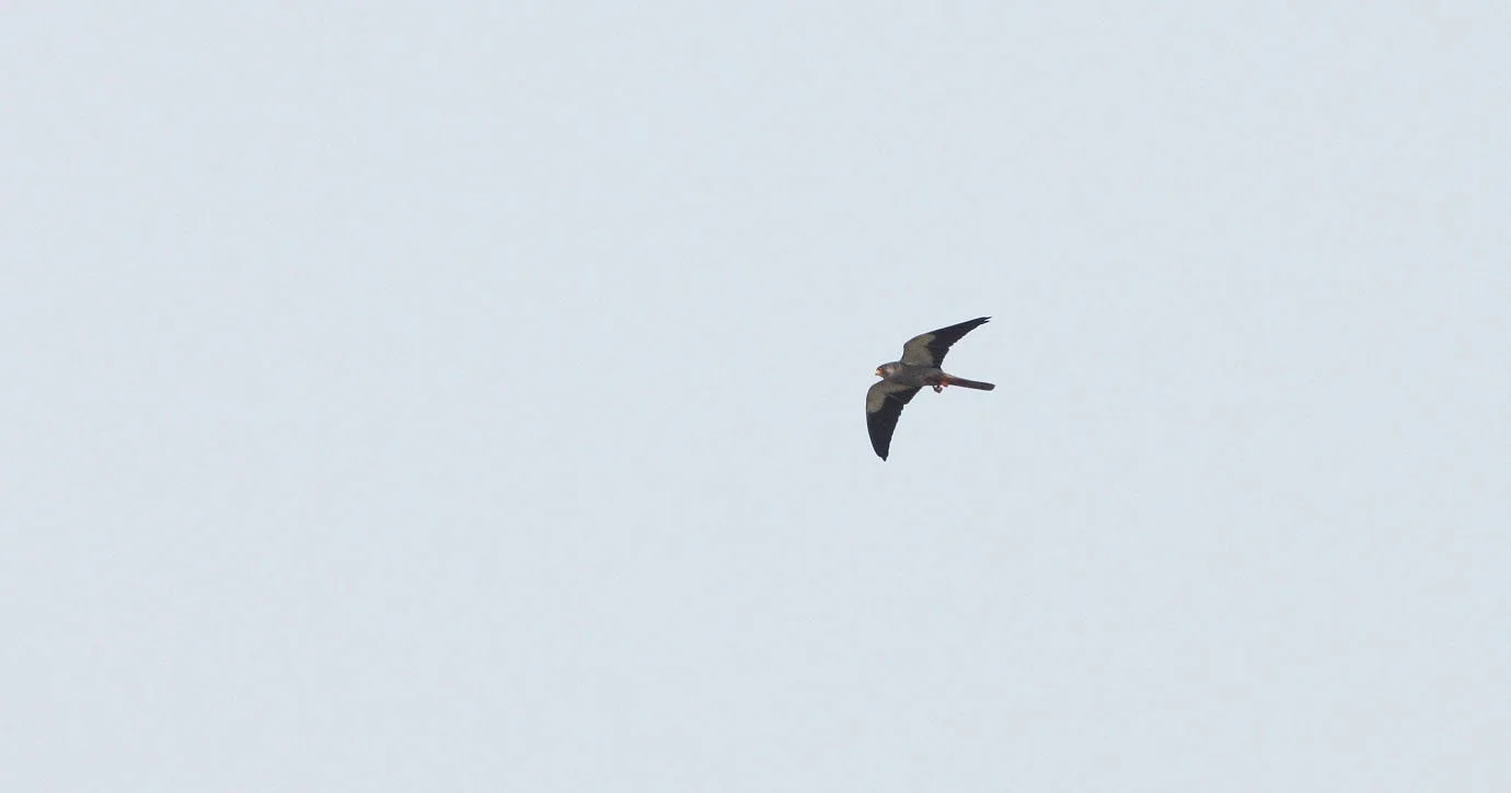 Falco amurensis - AMUR FALCON - FALL MIGRATION -  NANKOU, RUDONG, CHINA (23).JPG