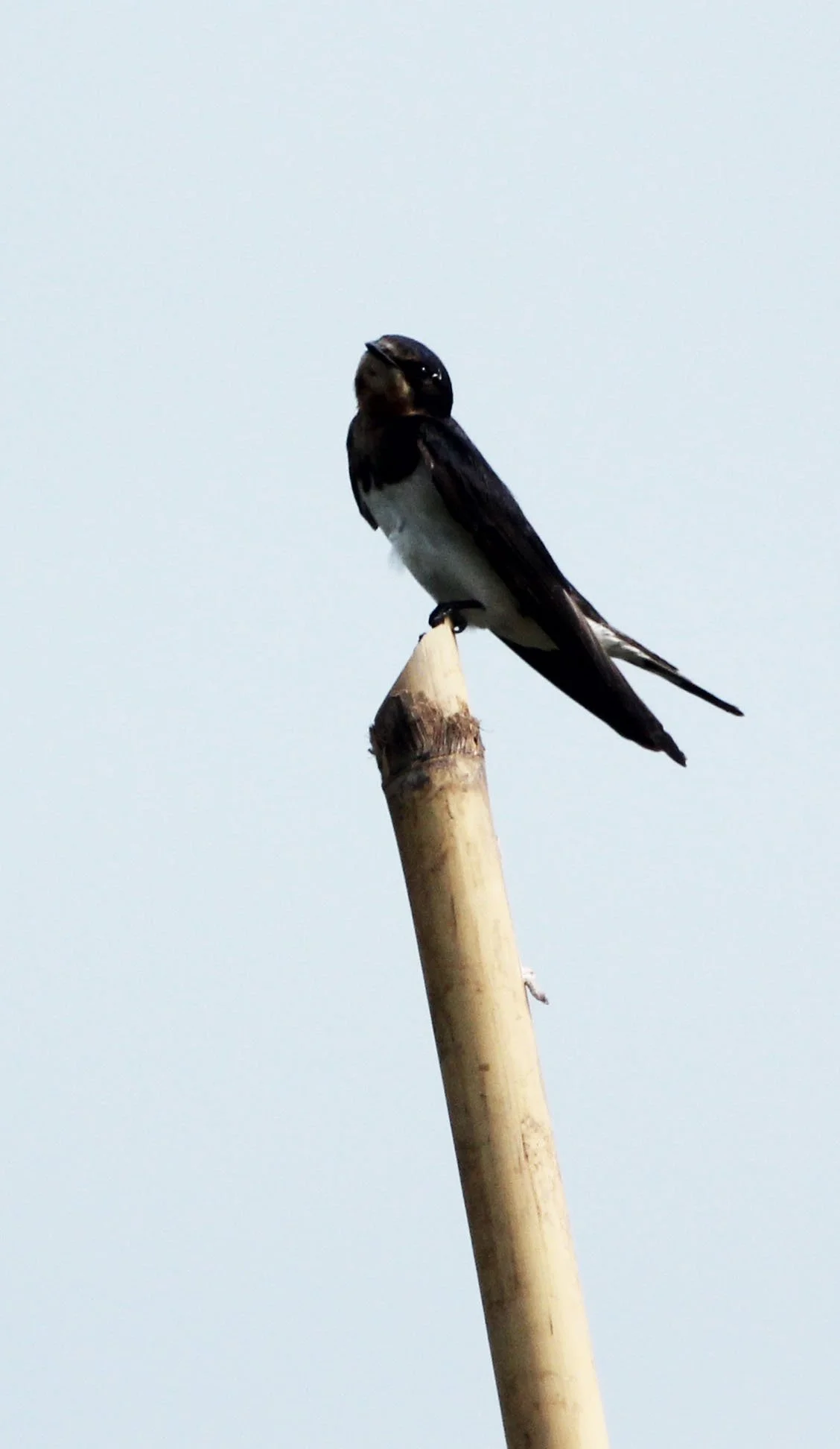 Pacific Swallow (Hirundo tahitica) Kok Kham Machachai Salt Ponds (2).JPG