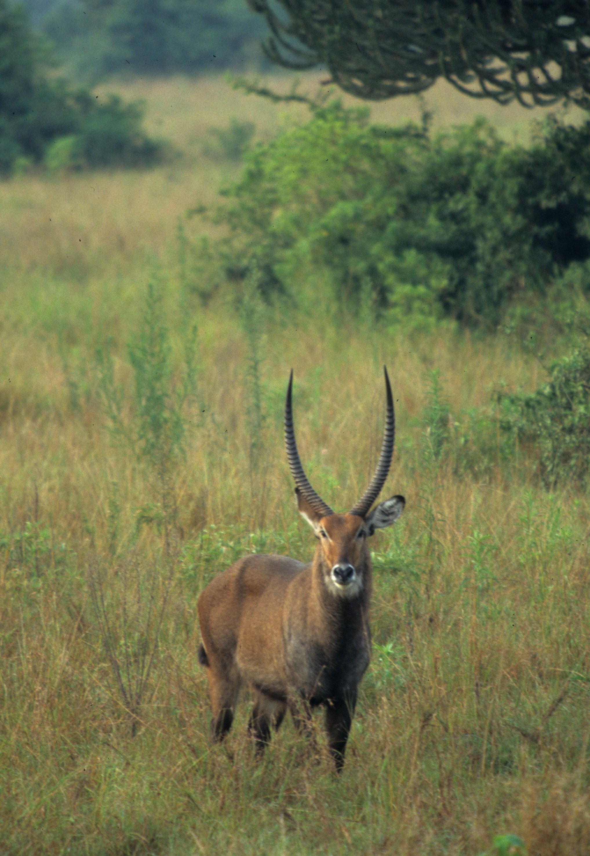 BOVID - WATERBUCK - DEFASSA - UGANDA (16).jpg