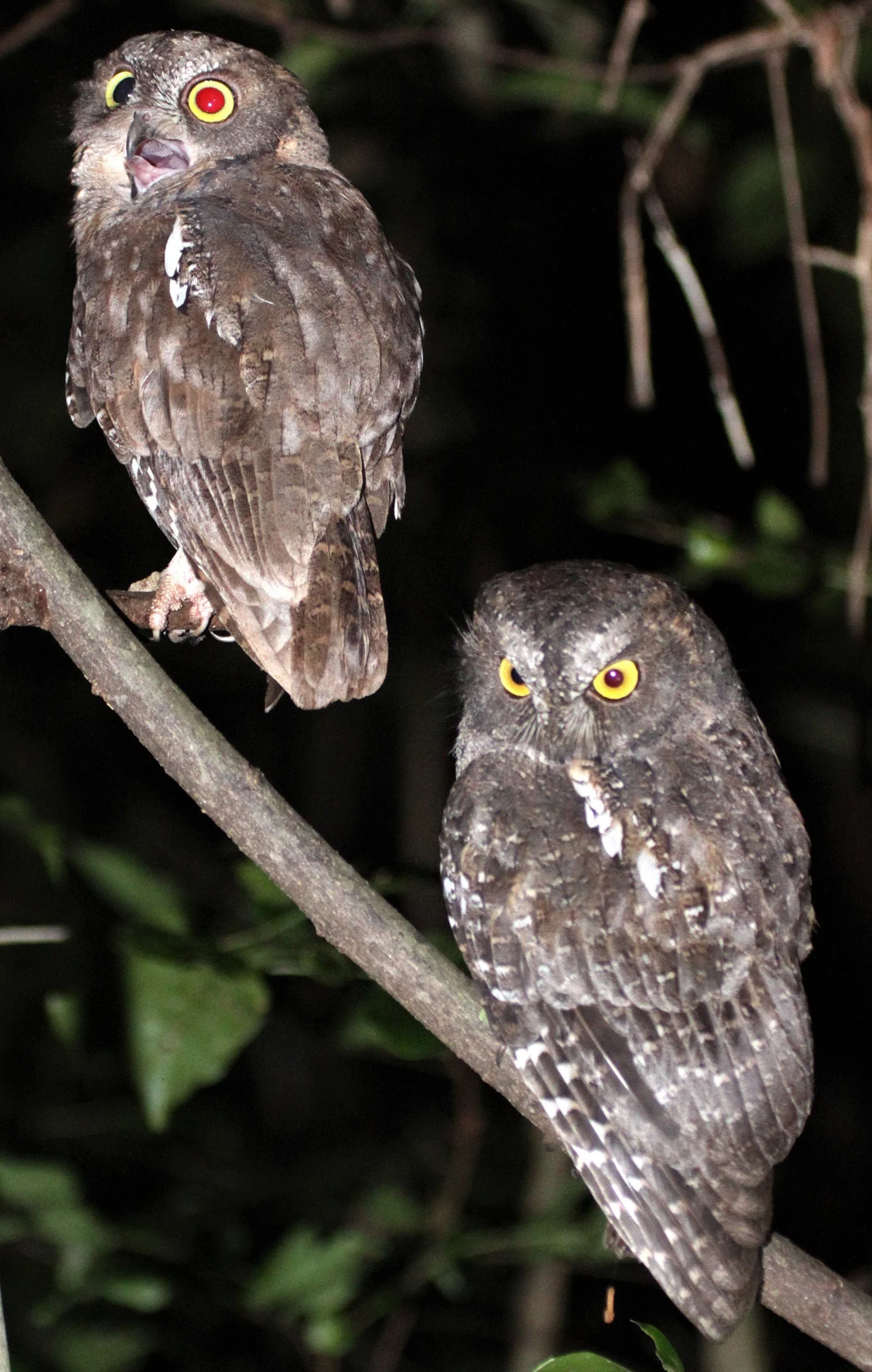 Otus rutilus - MADAGASCAR SCOPS OWL - ANKARANA NATIONAL PARK MADAGASCAR aa1.jpg