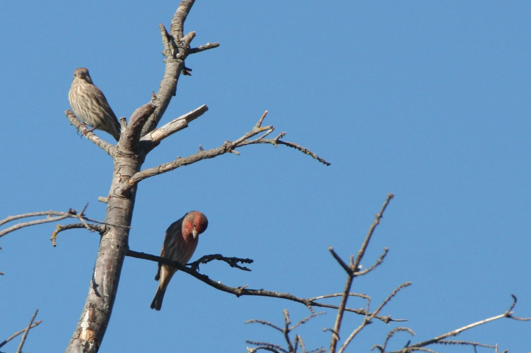 House Finch (Haemorhous mexicanus) Jamestown Washington (24).JPG