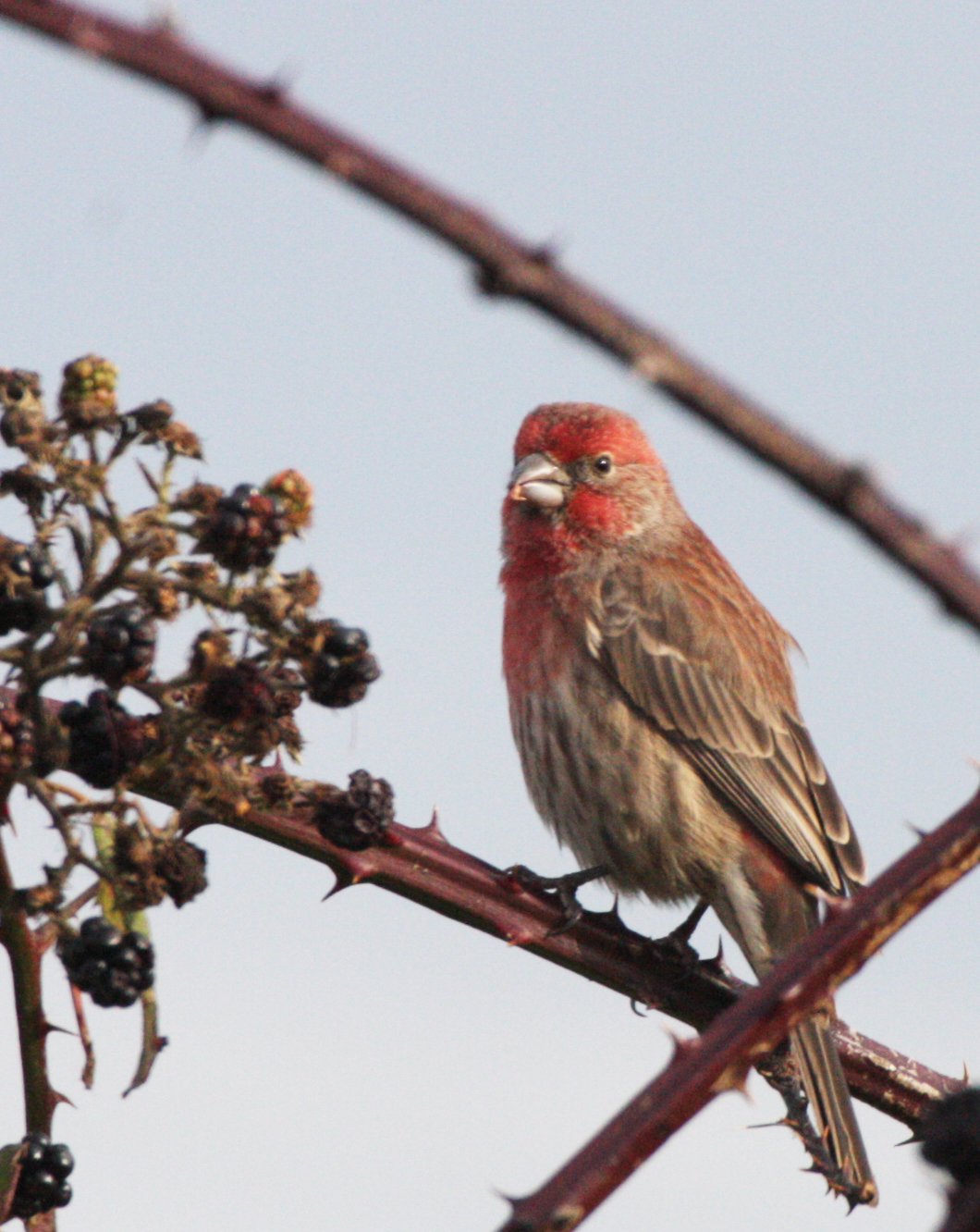 BIRD - FINCH - HOUSEFINCH - JAMESTOWN WA (5).JPG