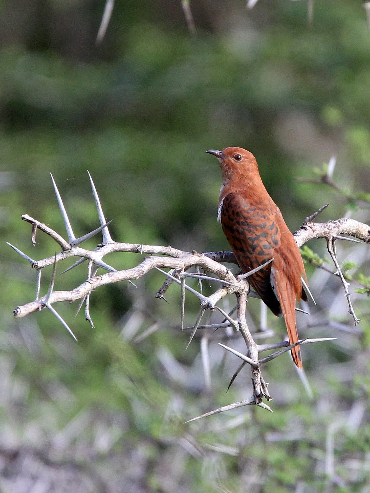 Gray-bellied Cuckoo (Cacomantis passerinus) Yala NP Sri Lanka (7).JPG