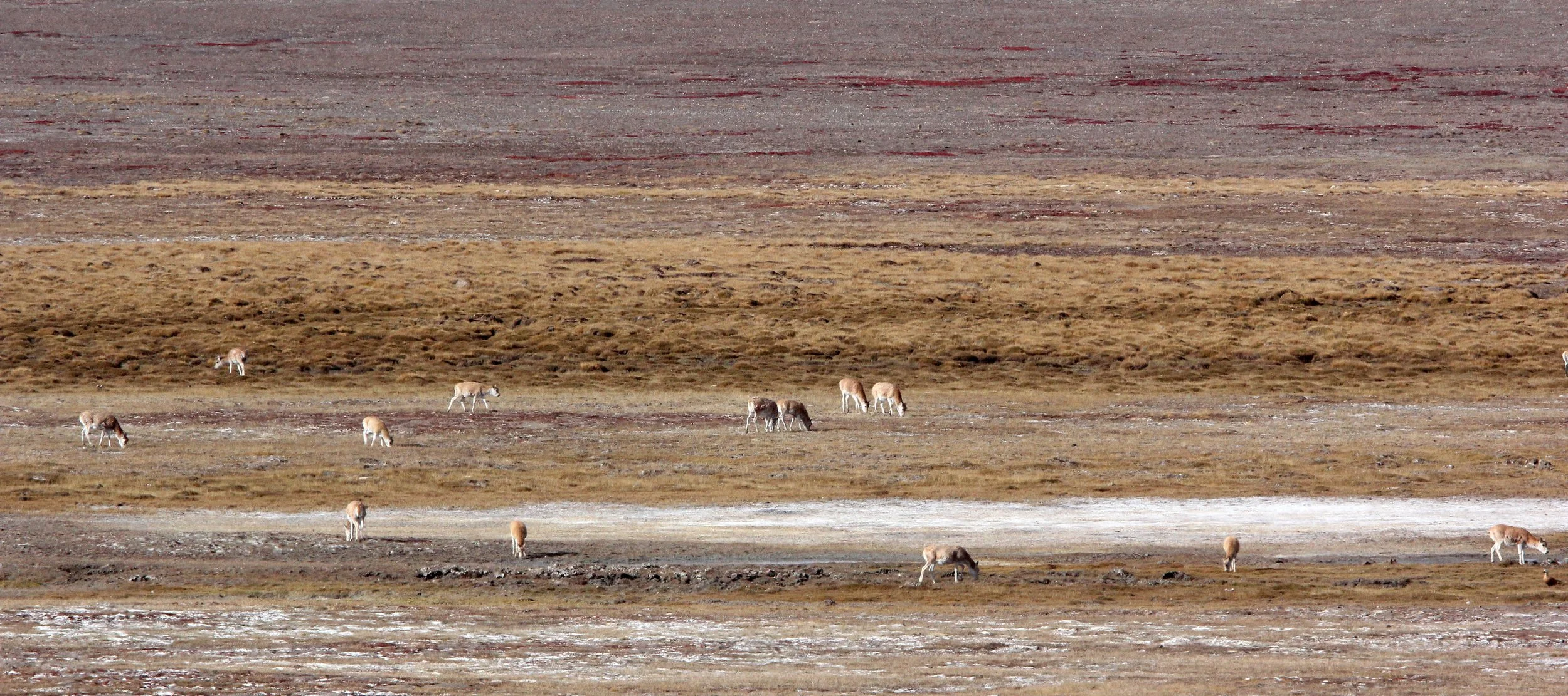 TIBETAN ANTELOPE -  Pantholops hodgsonii - KEKEXILI NATIONAL RESERVE - QINGHAI PROVINCE - CORE AREA (2).JPG