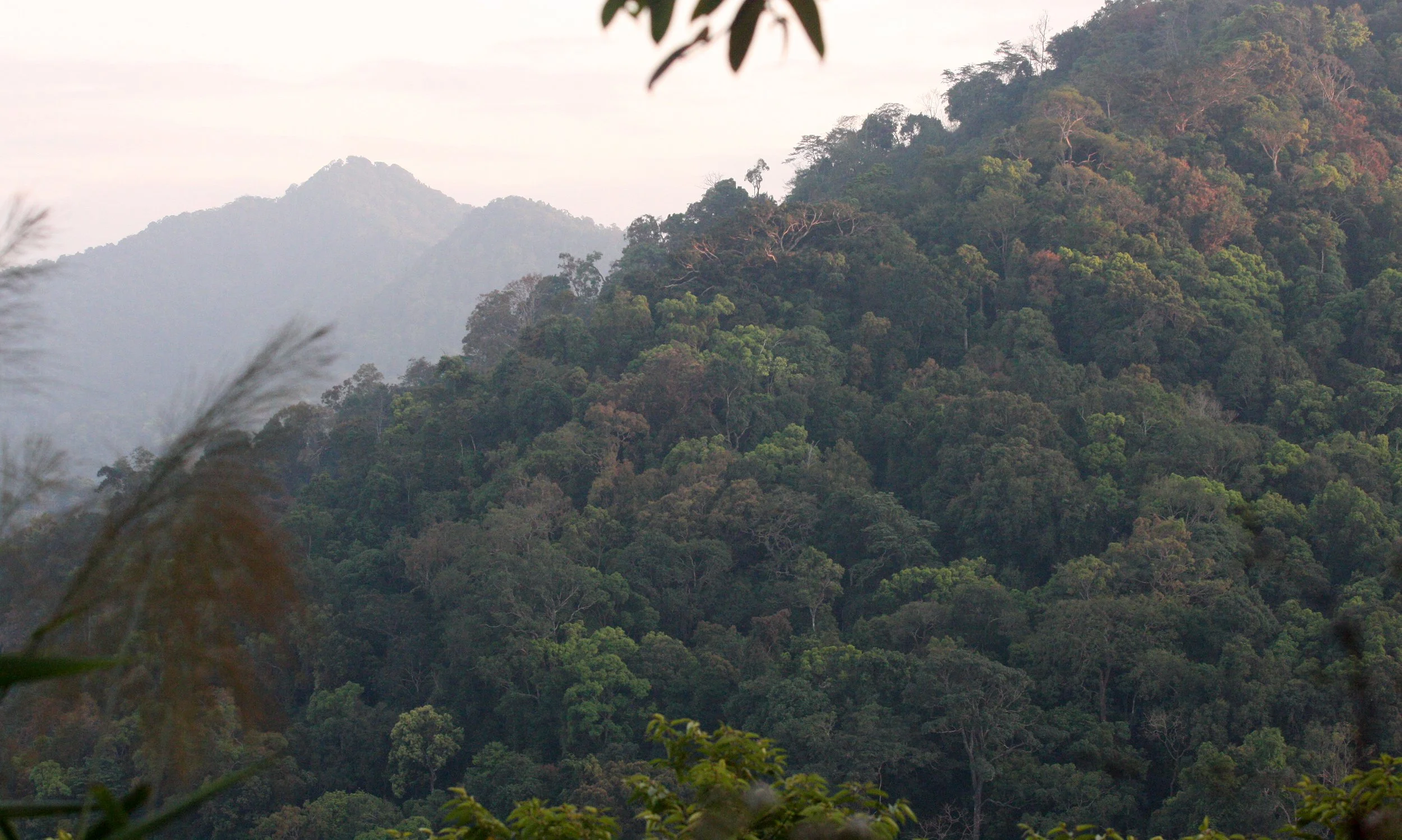 KAENG KRACHAN NATIONAL PARK THAILAND - FOREST SCENES (20).JPG