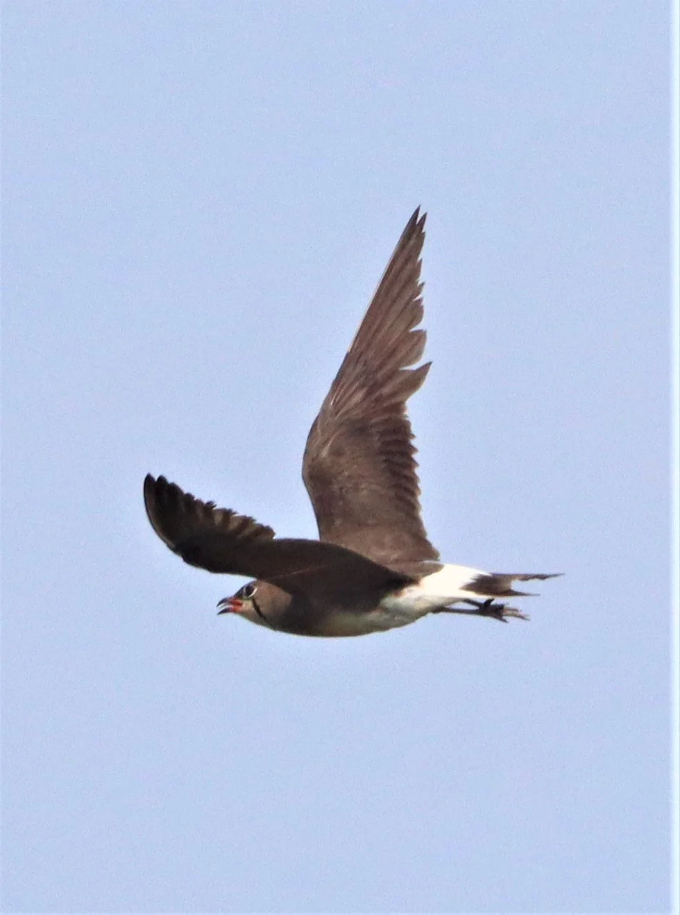 PRATINCOLE - ORIENTAL PRATINCOLE - Glaveola maldivarum -  PATHUM THANI RICE RESEARCH CENTER (9).jpg