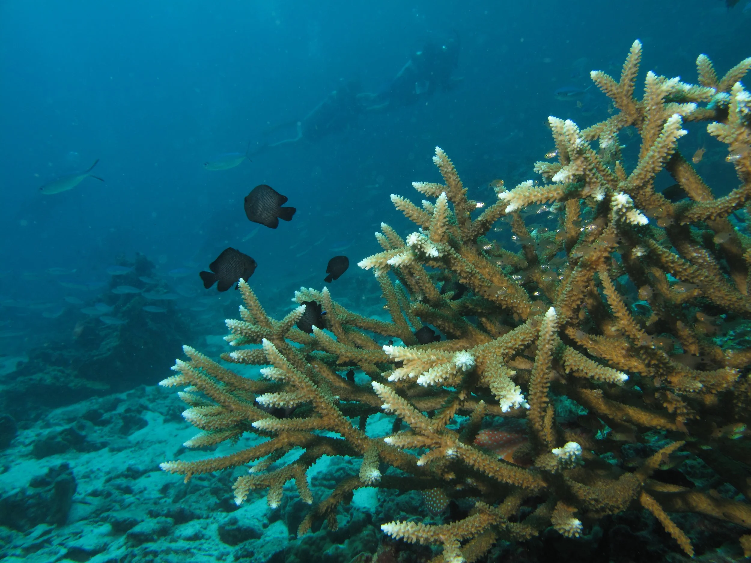2013 Diving Koh Lanta (88).jpg