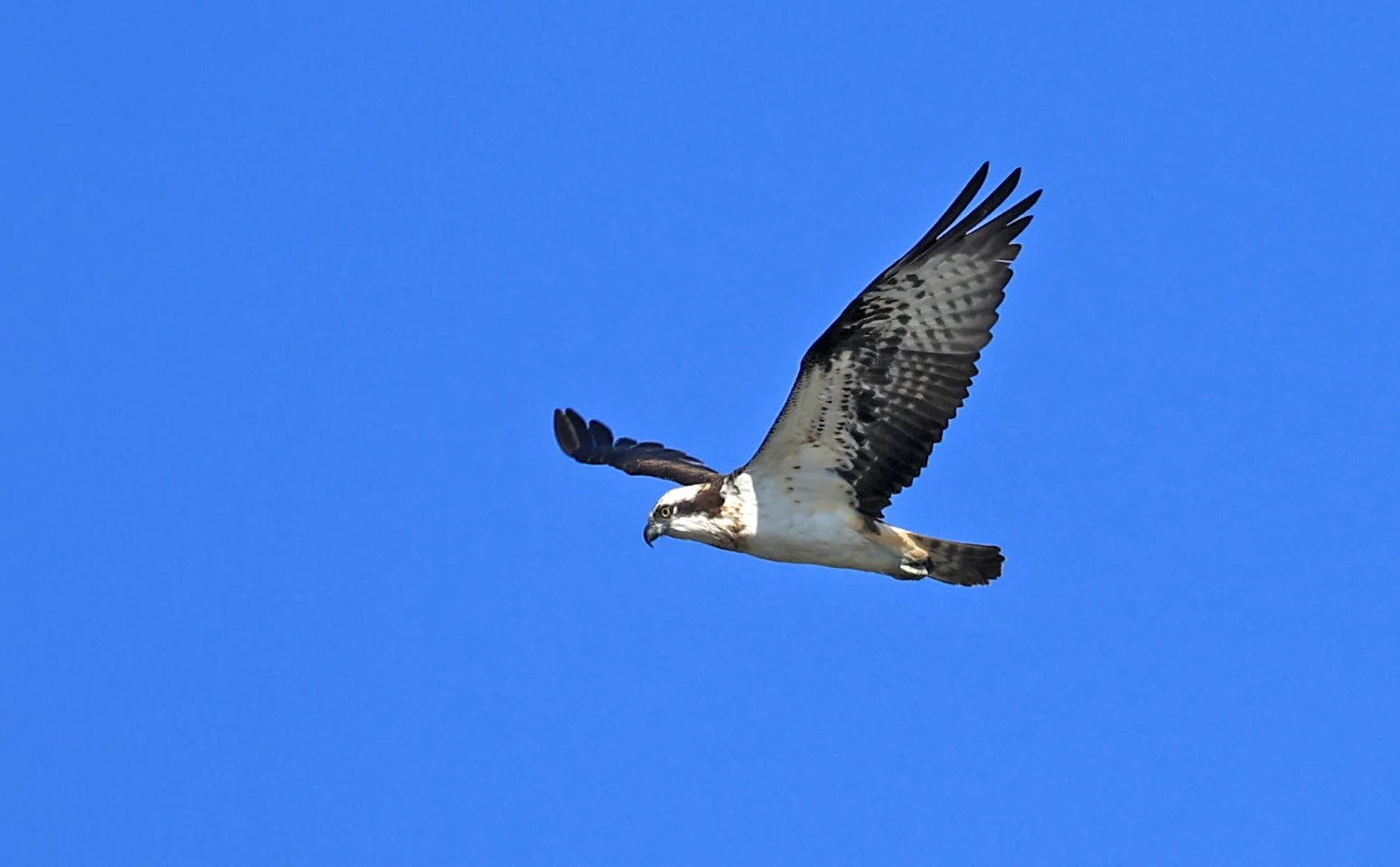 Western osprey (Pandion haliaetus) Shimotonda Sadowaracho Birding Ponds Miyazaki Kyushu Japan (29).jpg