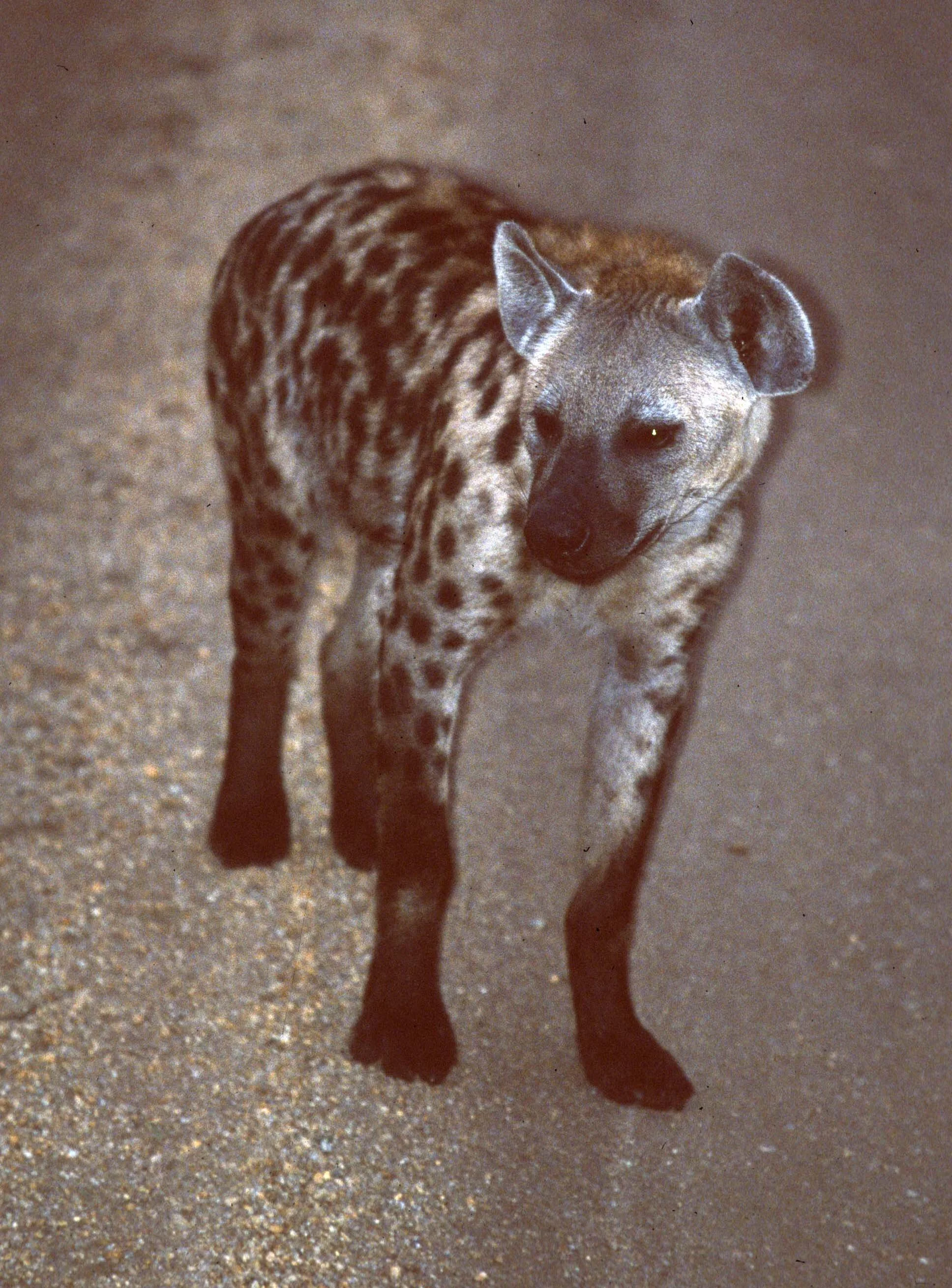 HYENA - SPOTTED - UGANDA 3.jpg