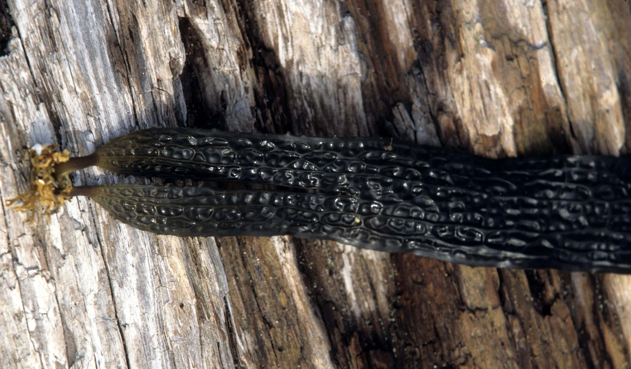 CALIFORNIA - BODEGA BAY - MARINE ALGAE SPECIES (23).jpg