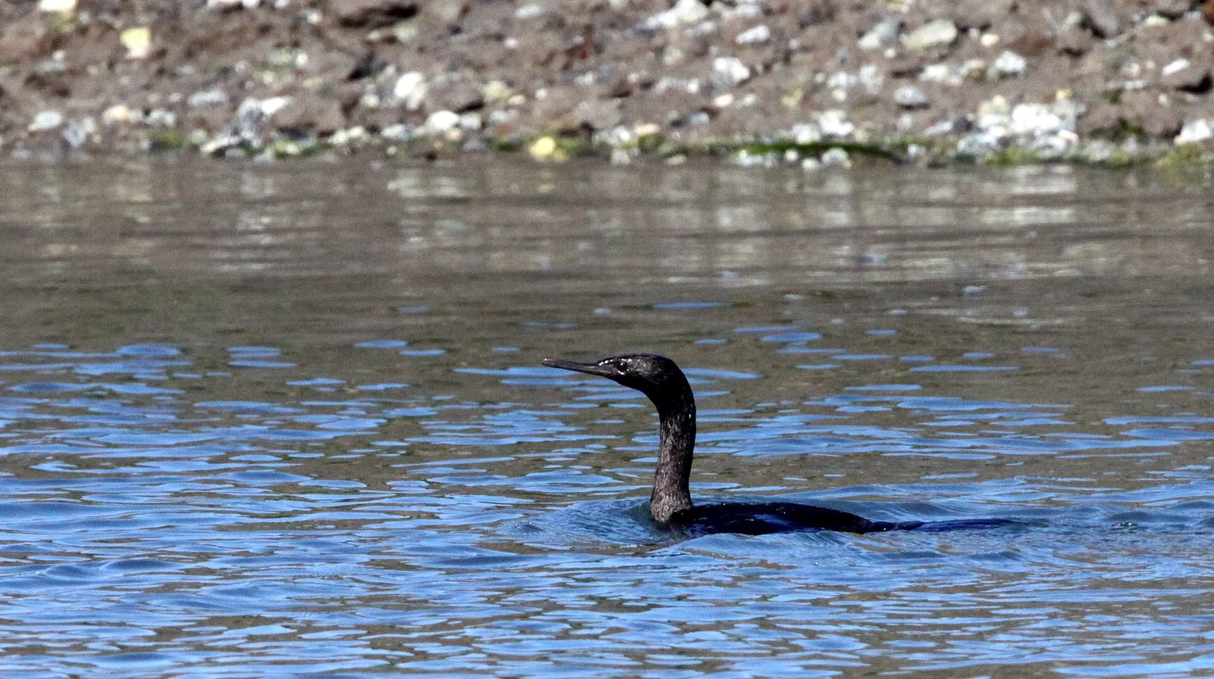 Urile pelagicus - Pelagic Cormorant - Elkhorn Slough California (1).JPG