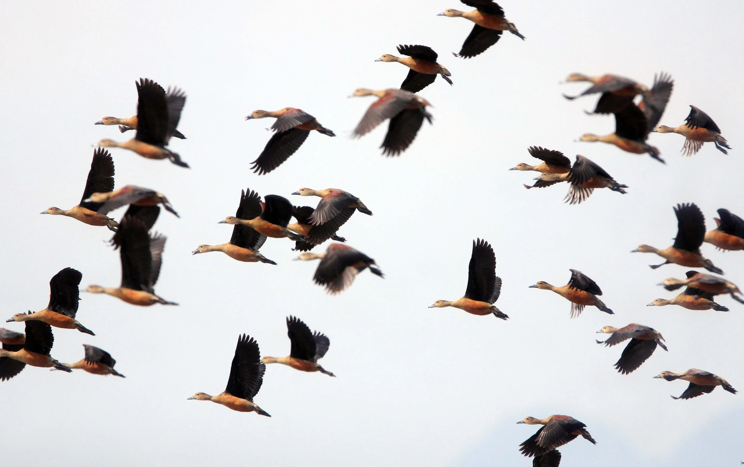 DUCK - LESSER WHISTLING DUCK  - Dendrocygna javanica - THALE NOI WATERBIRD PARK - PHATTHALUNG (50).JPG