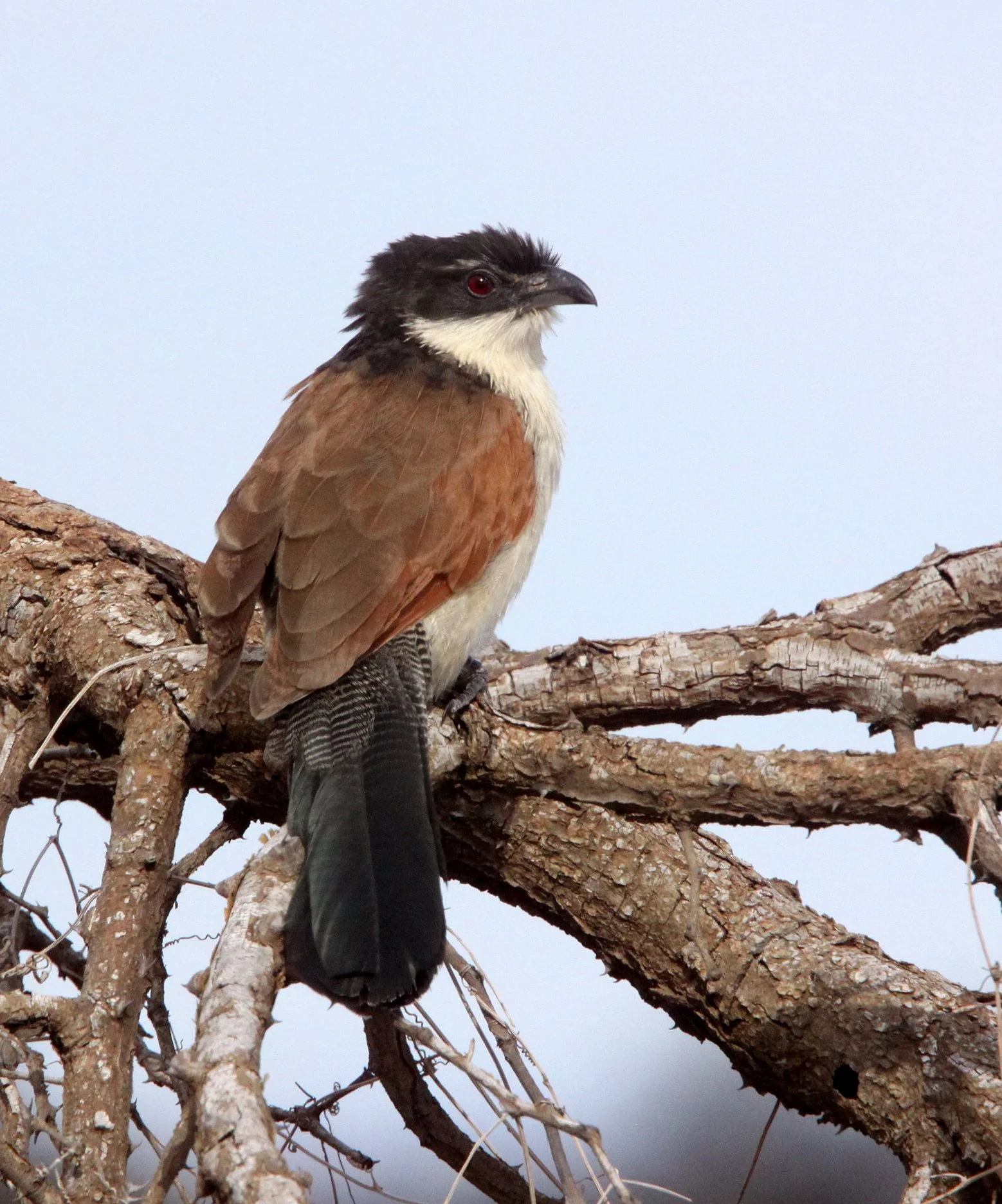 Burchell's Coucal (Centropus burchelli) Kruger NP South Africa (1).JPG