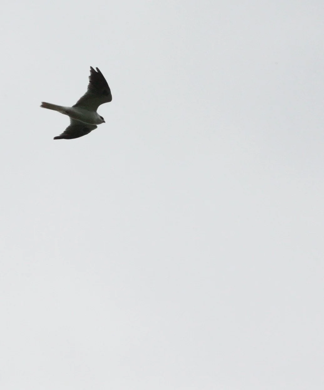 Elanus leucurus - WHITE-TAILED KITE - SACRAMENTO CALIFORNIA EFFIE YEAW NATURE RESERVE (1).JPG