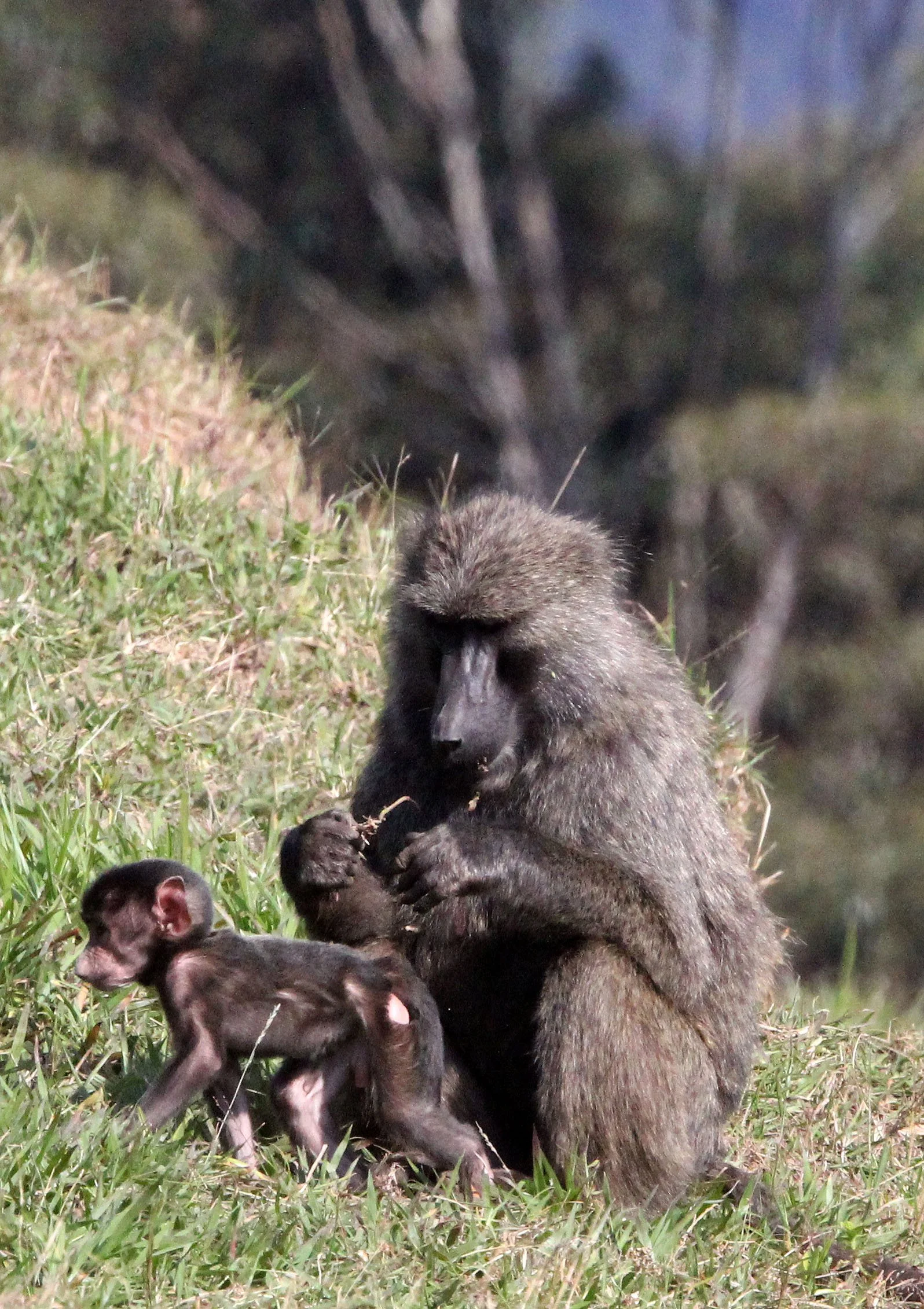 CERCOPITHECIDAE - Papio anubis - OLIVE BABOON - GREY FORM - NYUNGWE NATIONAL PARK RWANDA (326).JPG