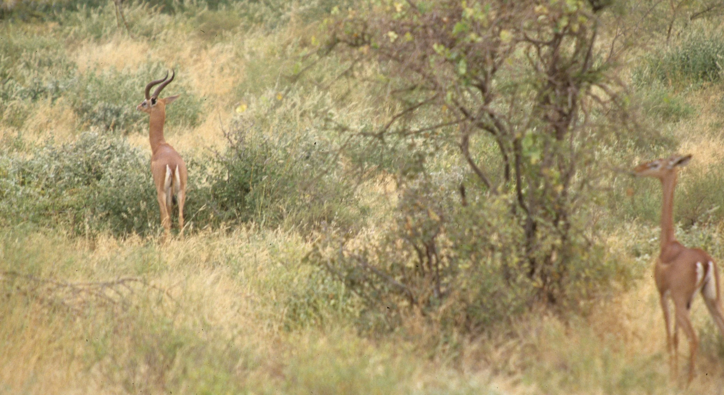 BOVID - GERENUK - SHABA (5).jpg