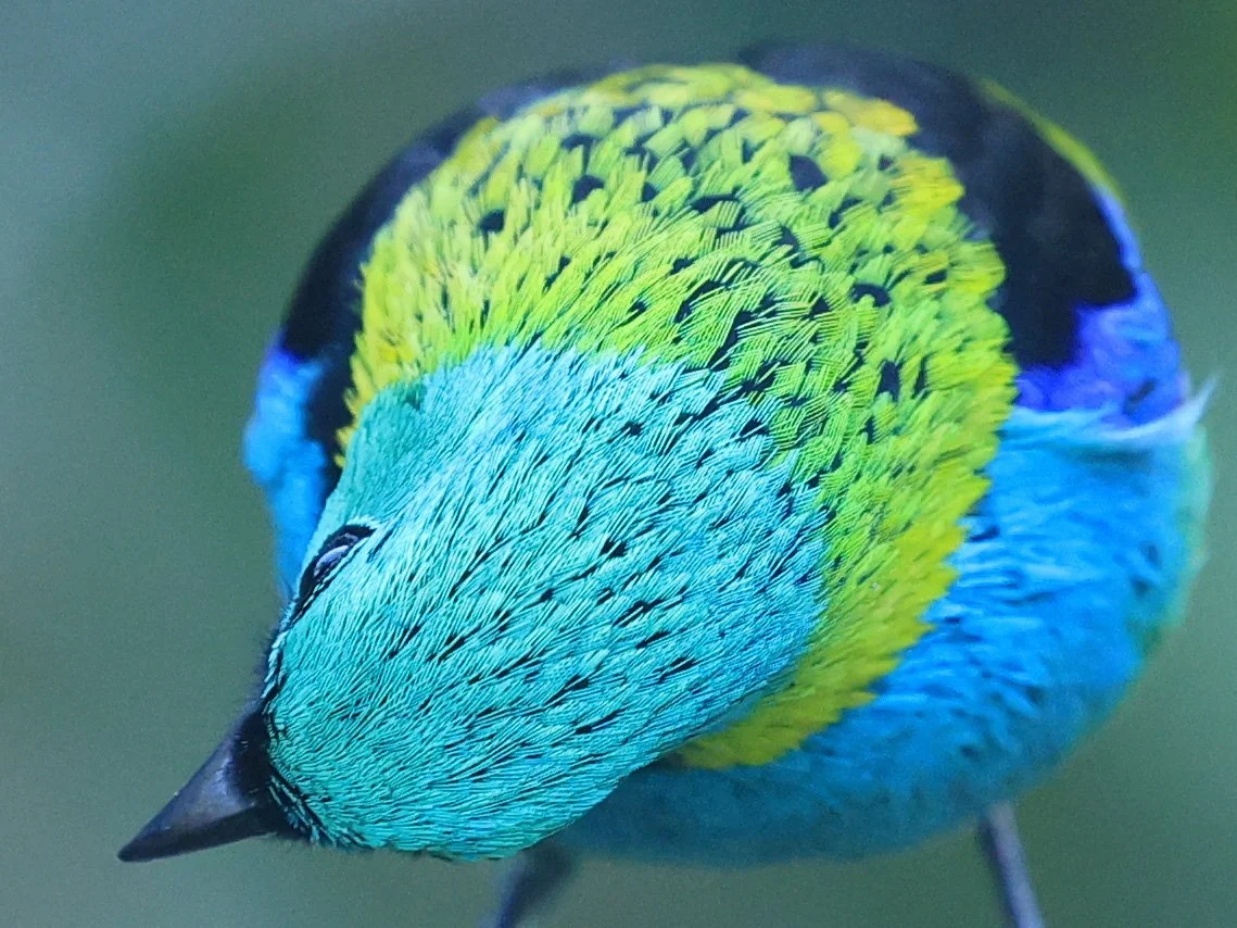 Green-headed Tanager (Tangara seledon)  Superagui National Park, Brazil (209).jpg